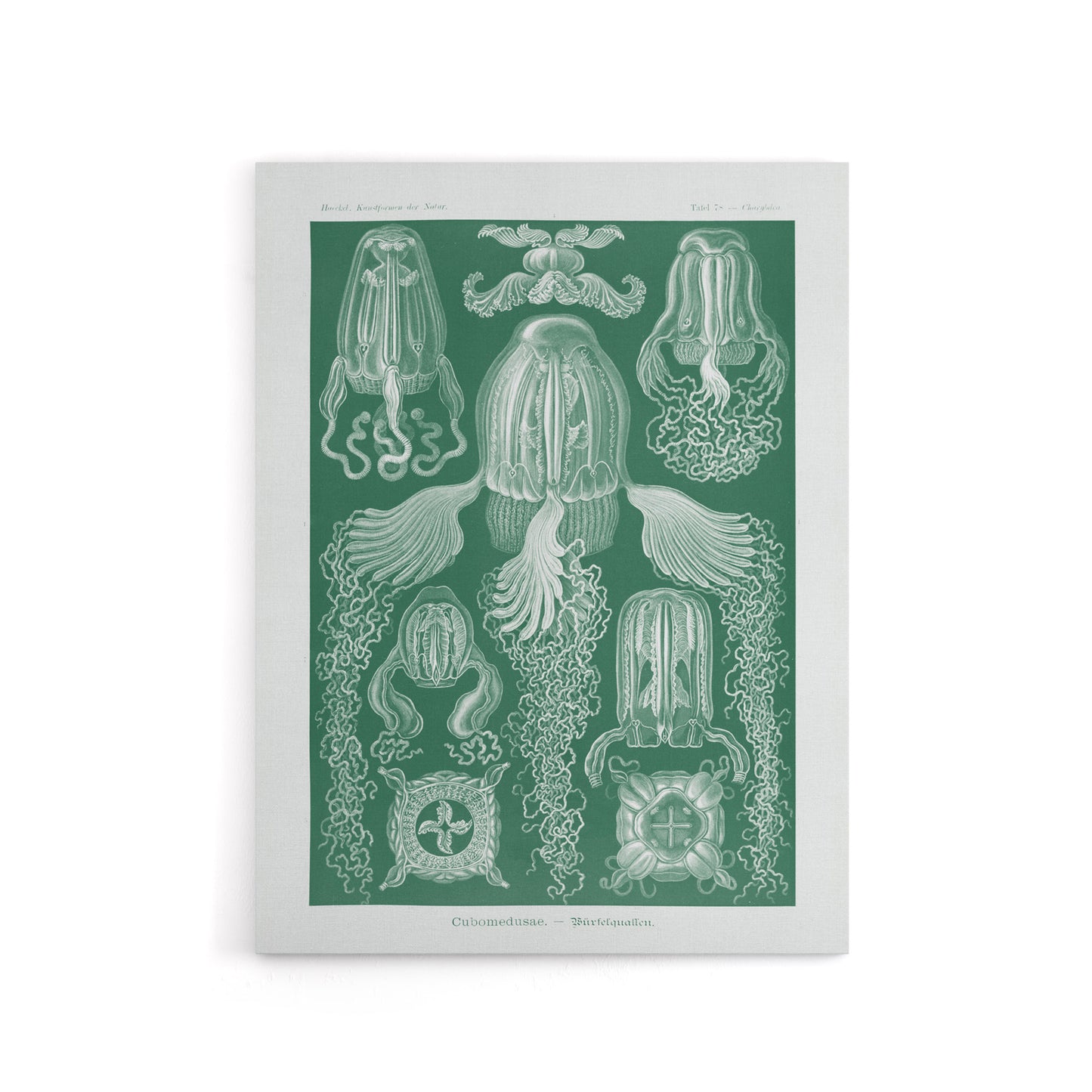 Cubomedusae Jellyfish Species Haeckel Botanical Canvas Wall Art