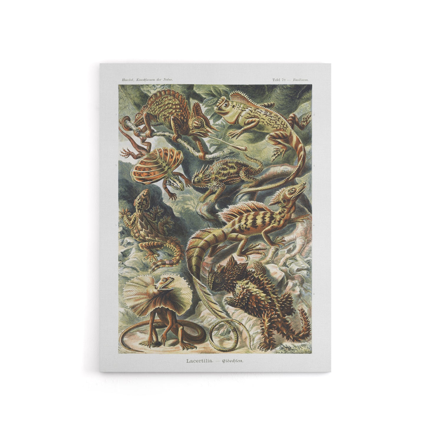 Lacertilia Reptile Lizard Species Haeckel Canvas Wall Art
