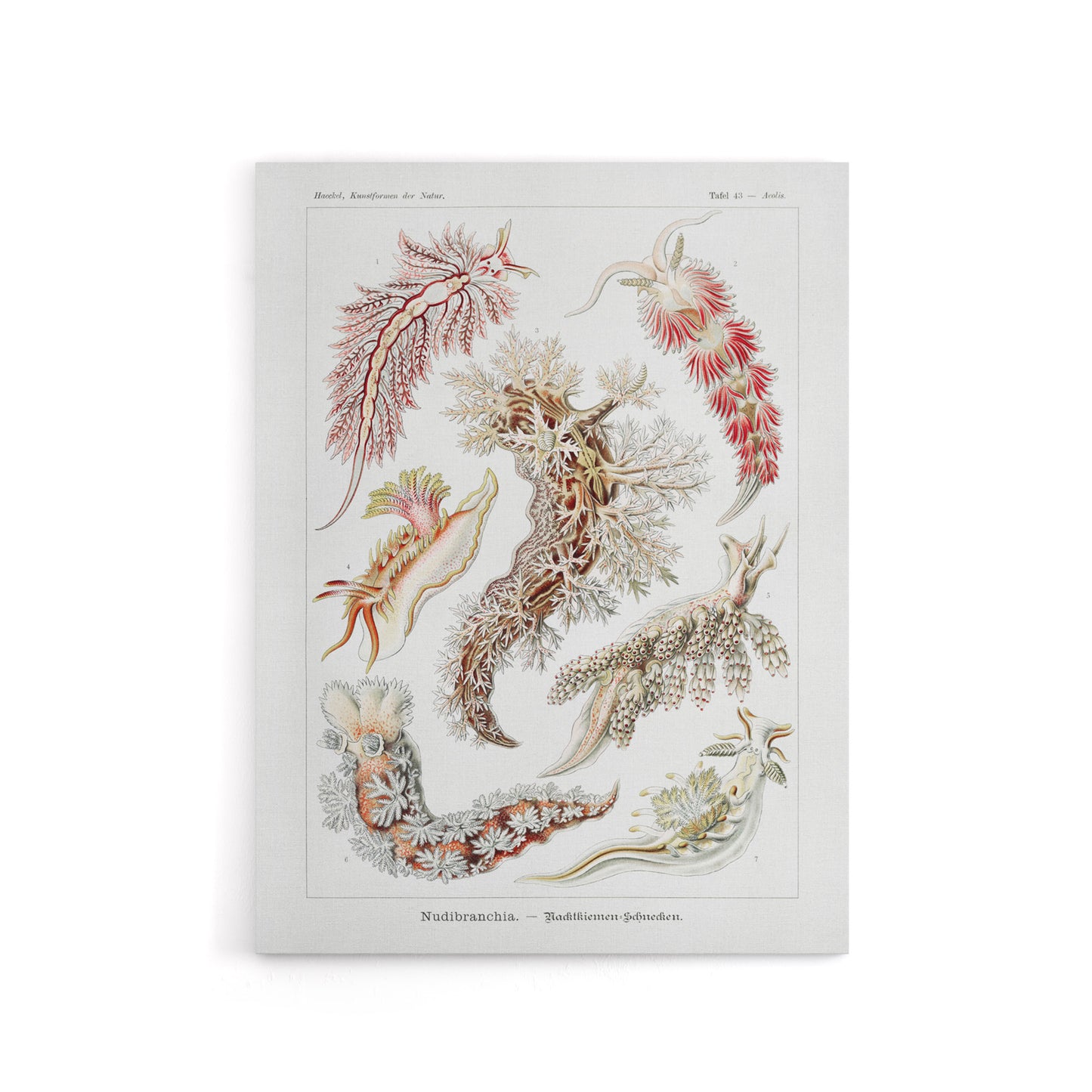 Nudibranch Sea Slug Molluscs Haeckel Botanical Canvas Wall Art
