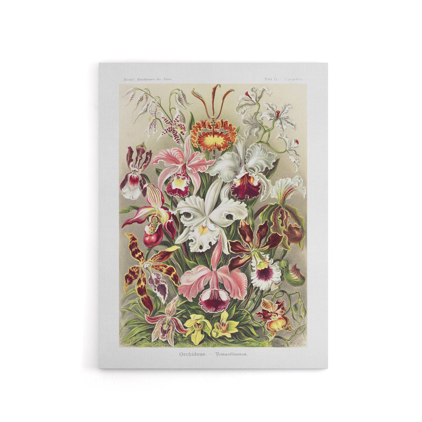 Orchid Flower Colourful Varieties Haeckel Canvas Wall Art