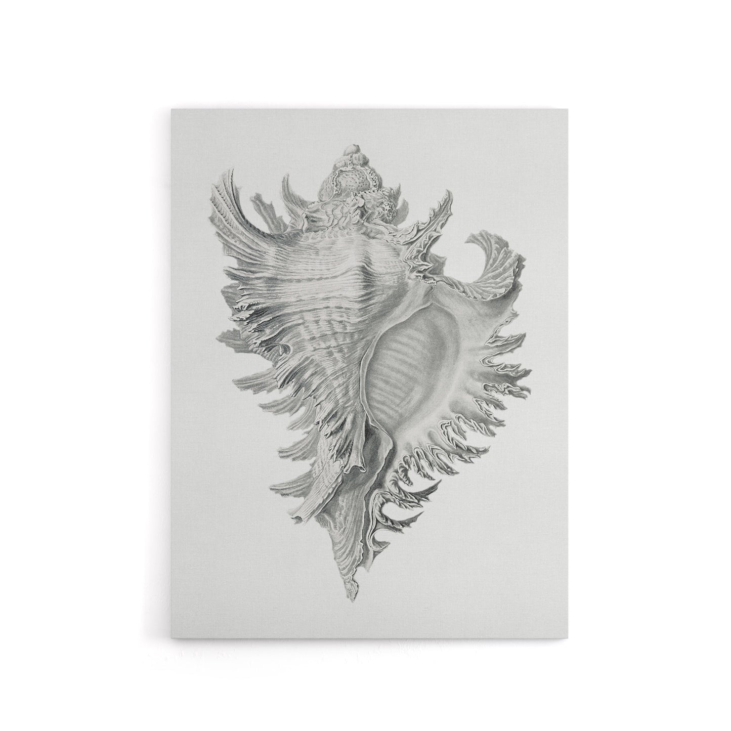 Whelk Sea Snail Shell Drawing Haeckel Botanical Canvas Wall Art