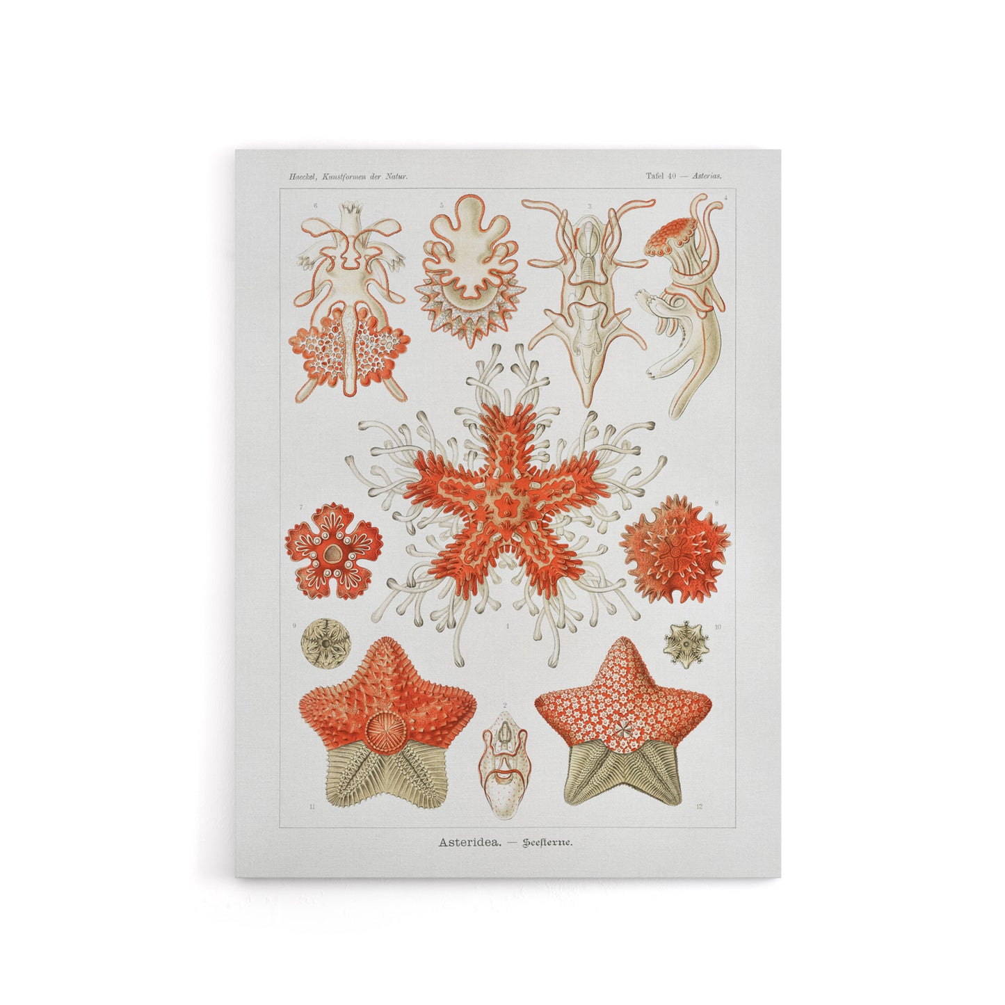 Asteroidea Starfish Sea ocean Haeckel Botanical Canvas Wall Art