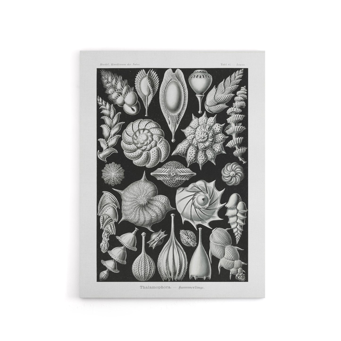 Thalamophora Forams Shells Haeckel Botanical Canvas Wall Art