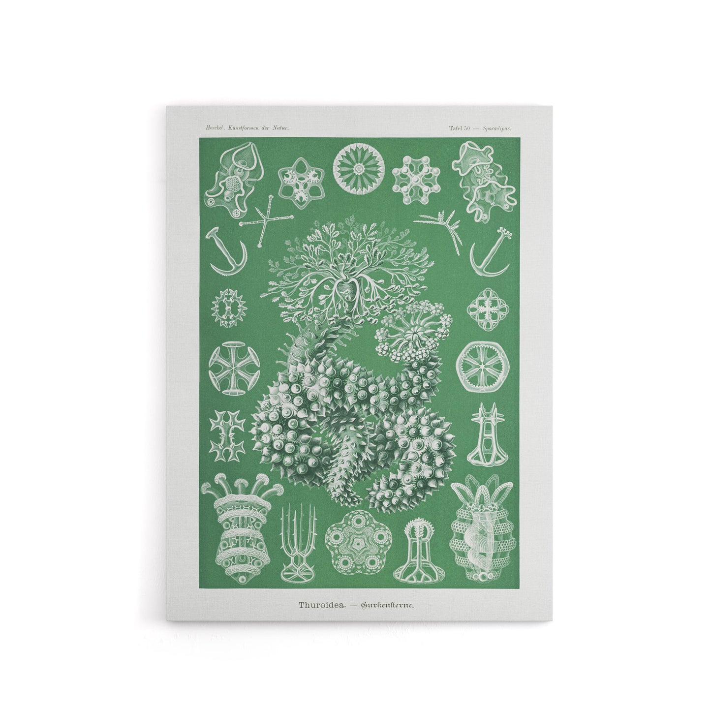 Ocean Sea Cucumber Beach Haeckel Botanical Canvas Wall Art