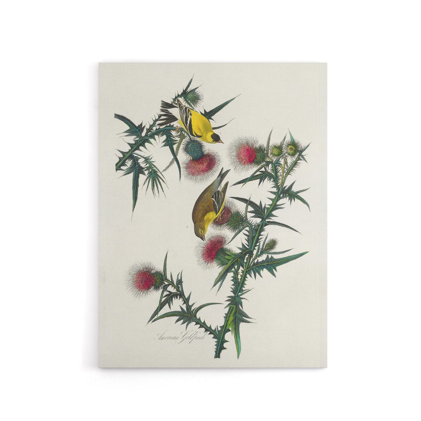 American Goldfinch and Thistle Audubon Nature Canvas Wall Art