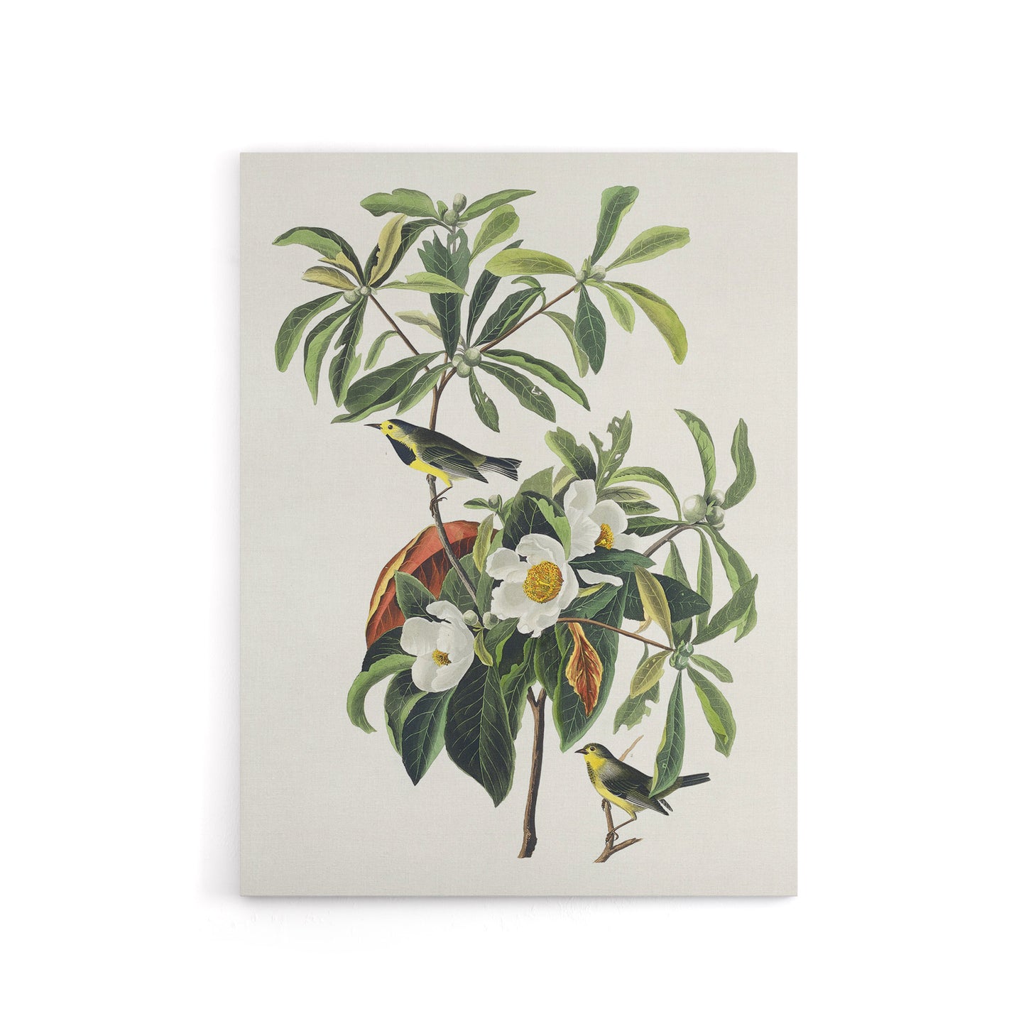 Bachman's Warbler and Franklinia Tree Audubon Canvas Wall Art