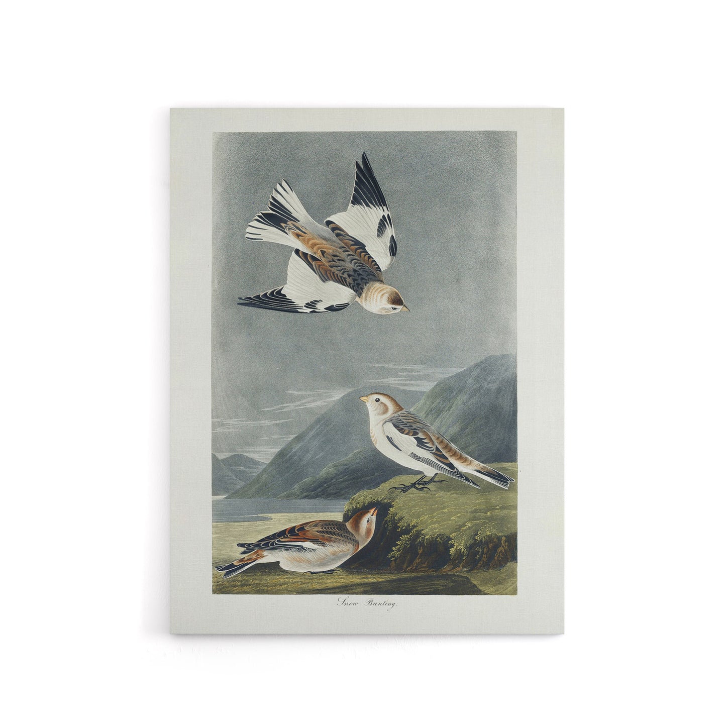Birds of America Snow Bunting Audubon Nature Canvas Wall Art