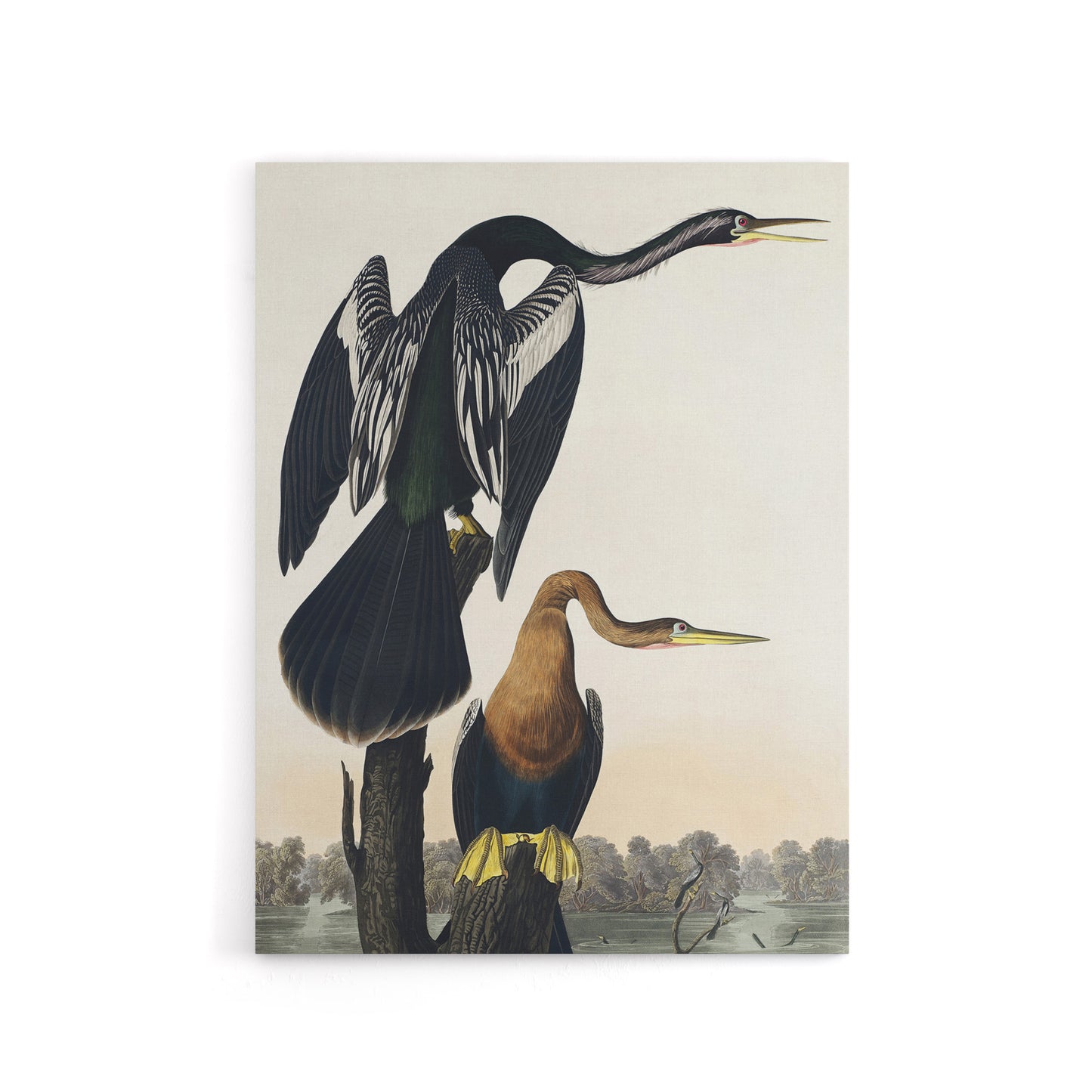 Black Bellied Darter Bird Audubon Nature Canvas Wall Art