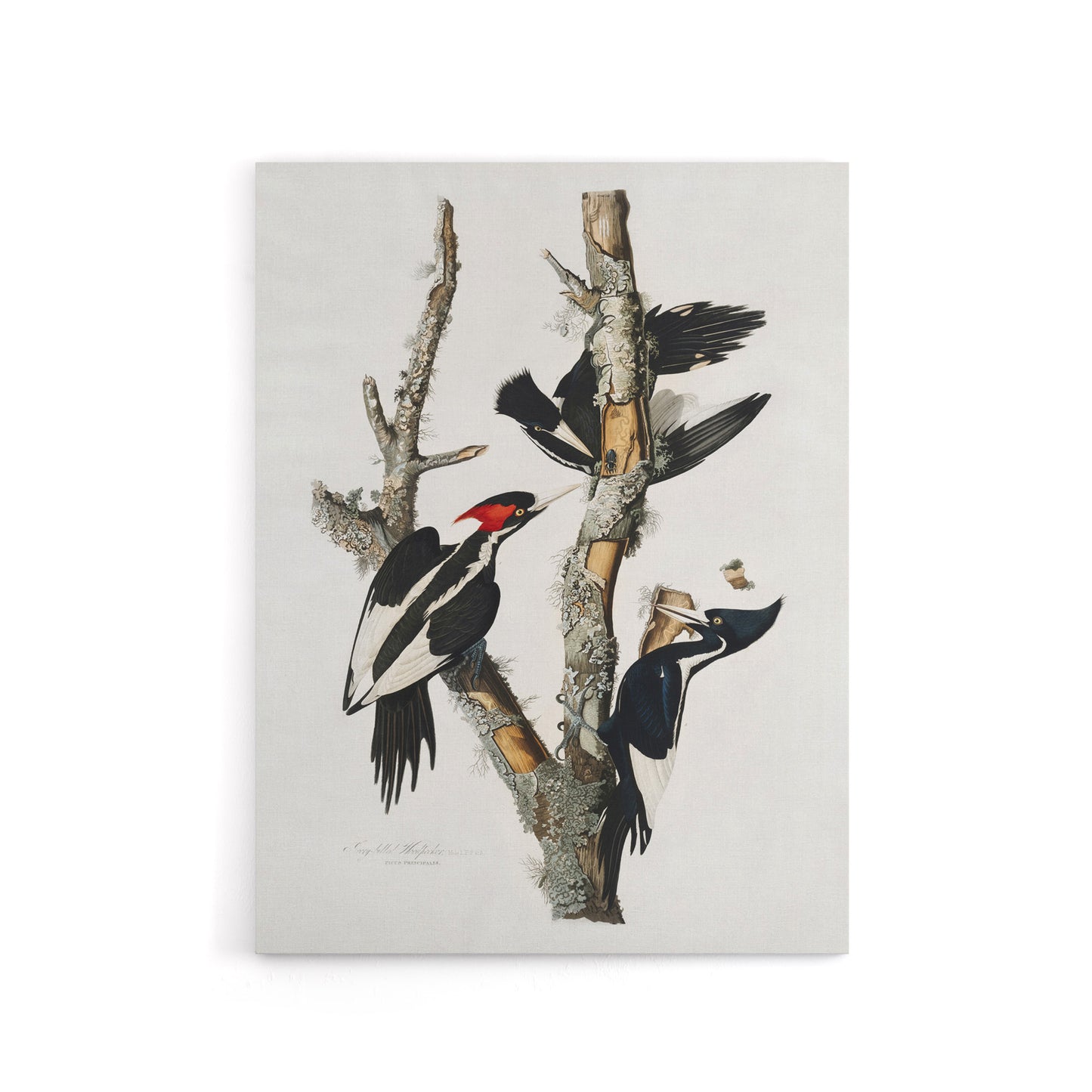 Ivory Billed Woodpecker Audubon Nature Canvas Wall Art