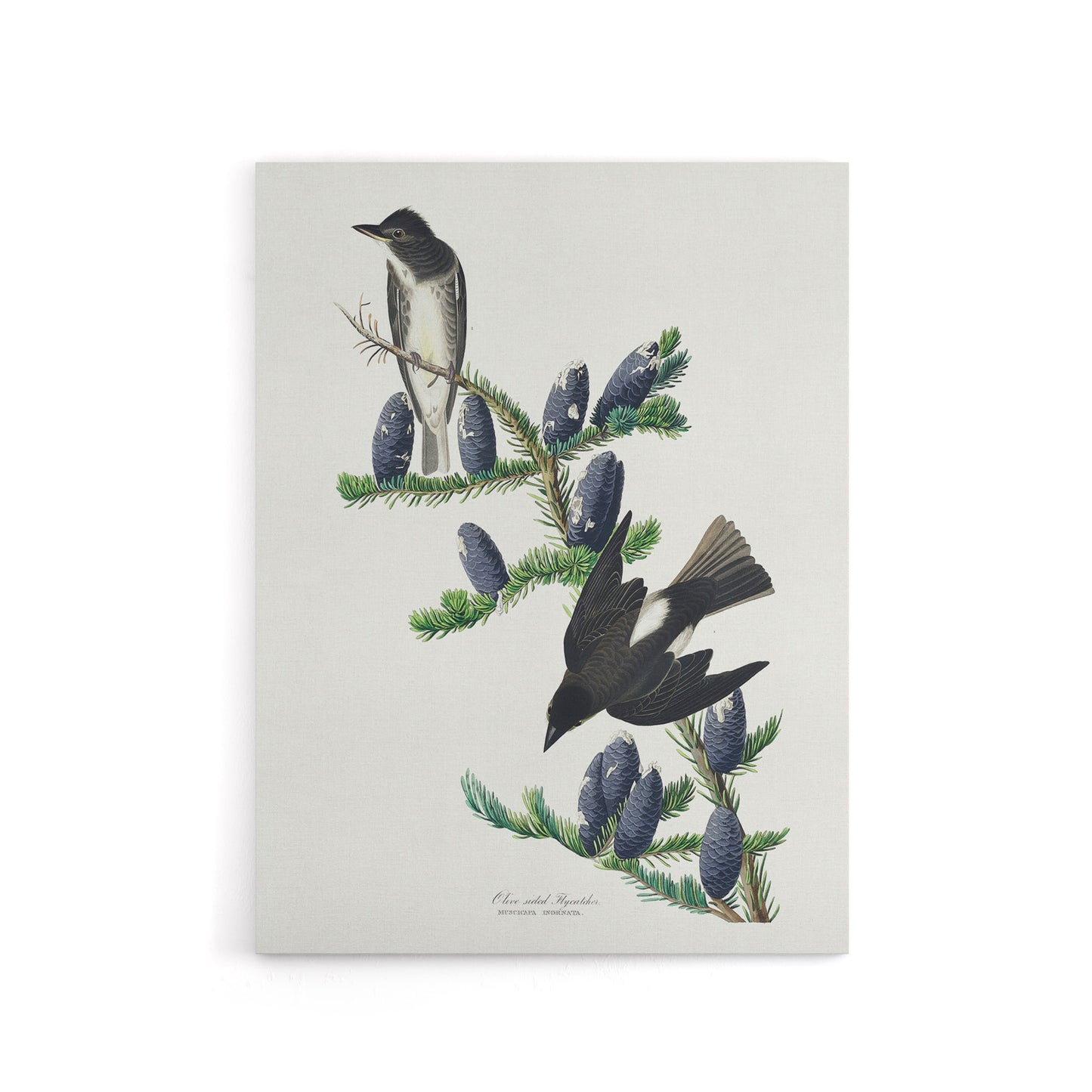 Olive Sided Flycatcher Bird on Fir Tree Audubon Canvas Wall Art