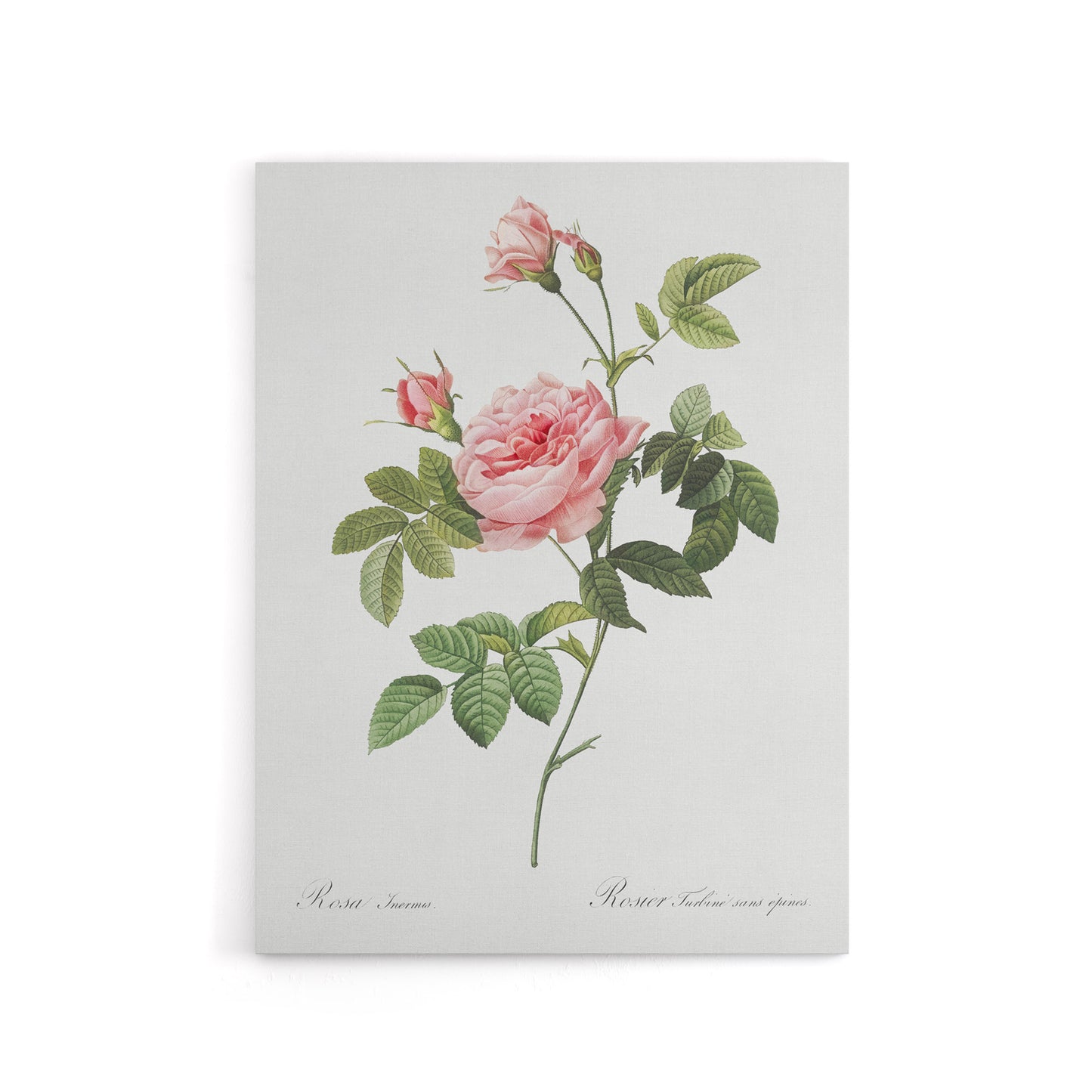 Boursault Rose Floral Redoute Vintage Canvas Wall Art