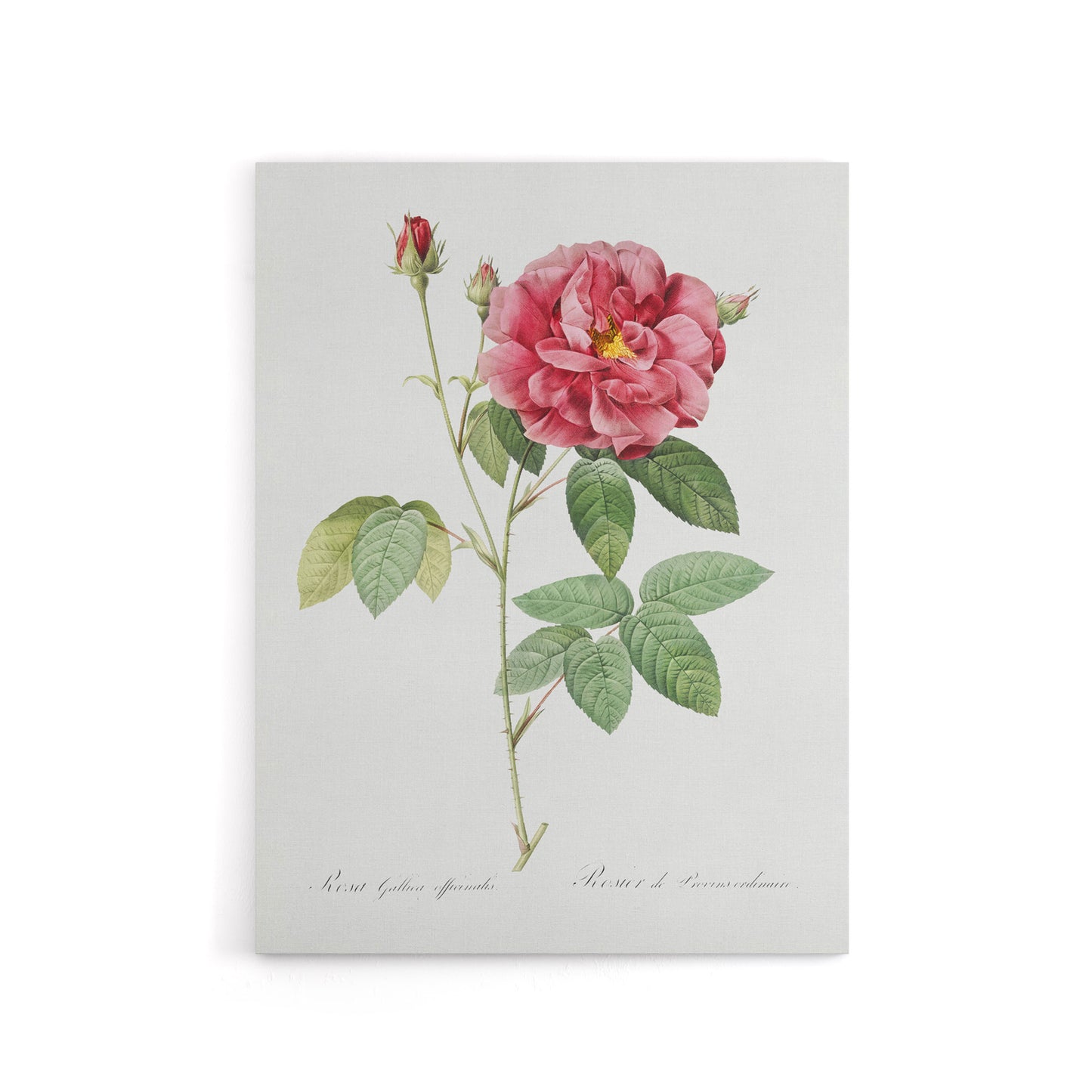 French Rose Illustration Redoute Vintage Canvas Wall Art
