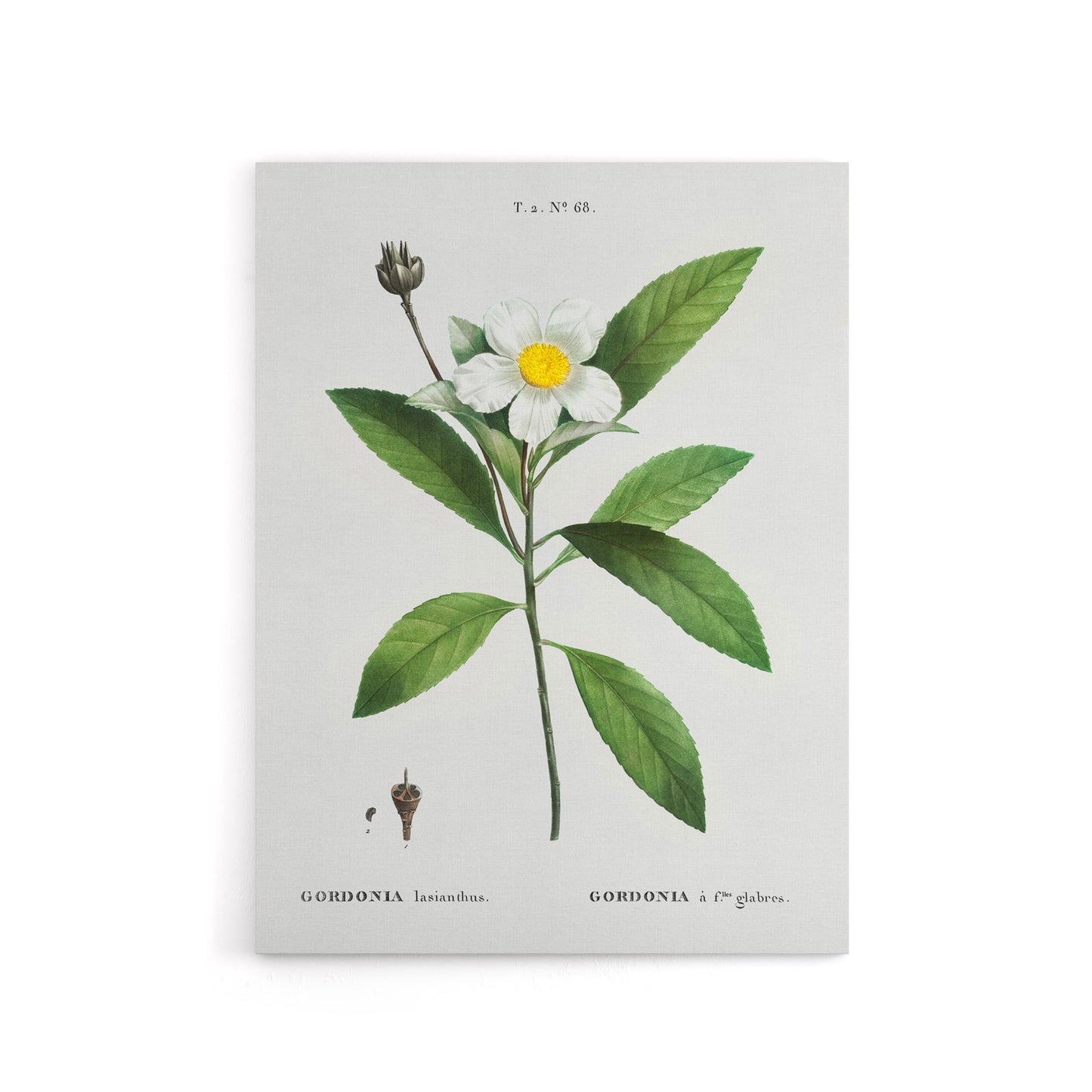 Gordonia Tree Loblolly Bay Flowers Redoute Canvas Wall Art