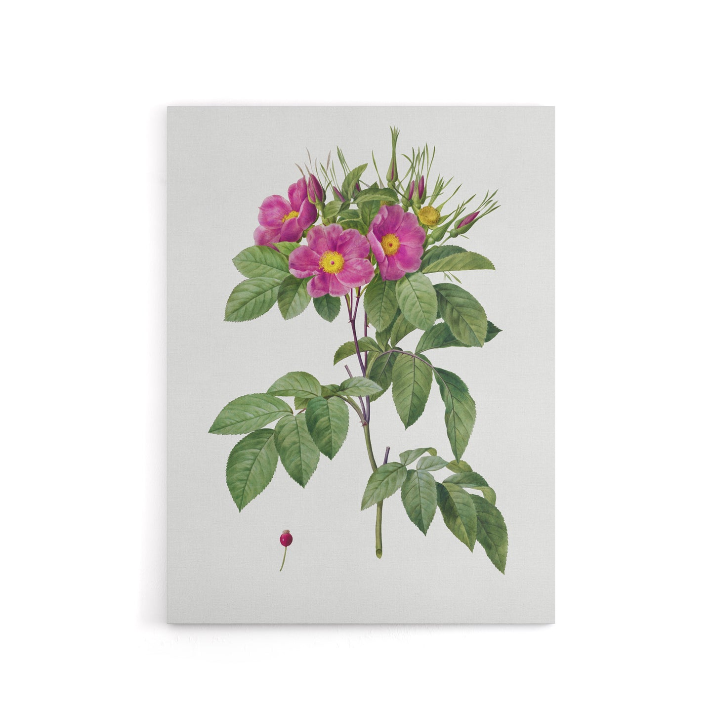 Carolina Rose Illustration Redoute Vintage Canvas Wall Art