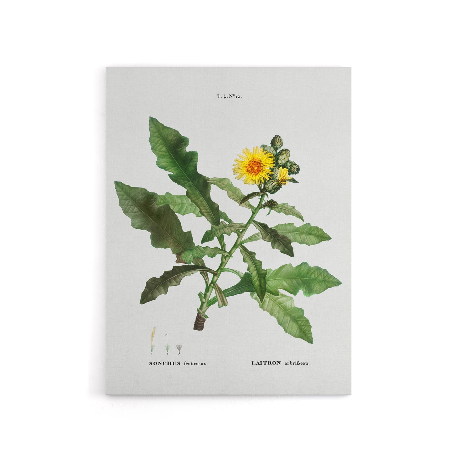 Sow Thistle Flower Bloom Redoute Vintage Canvas Wall Art