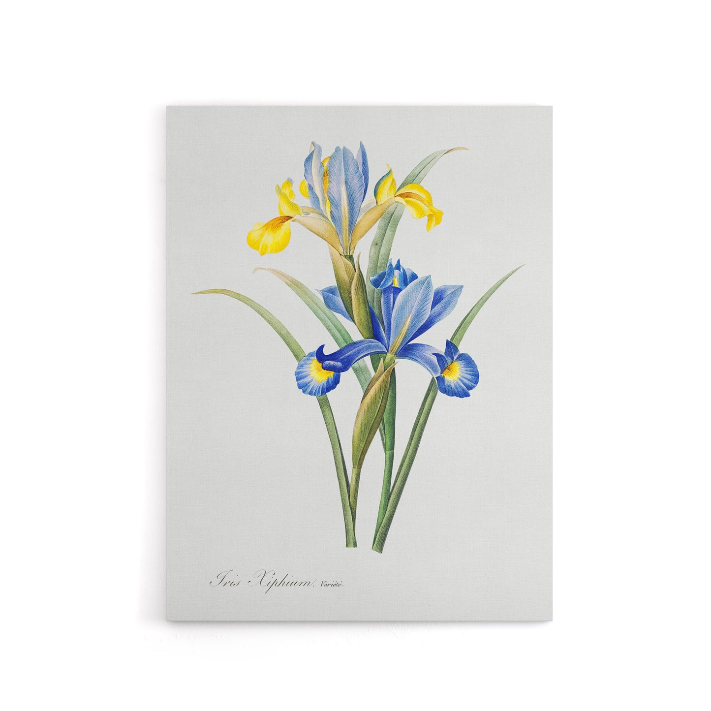 Spanish iris Botanical Redoute Vintage Canvas Wall Art