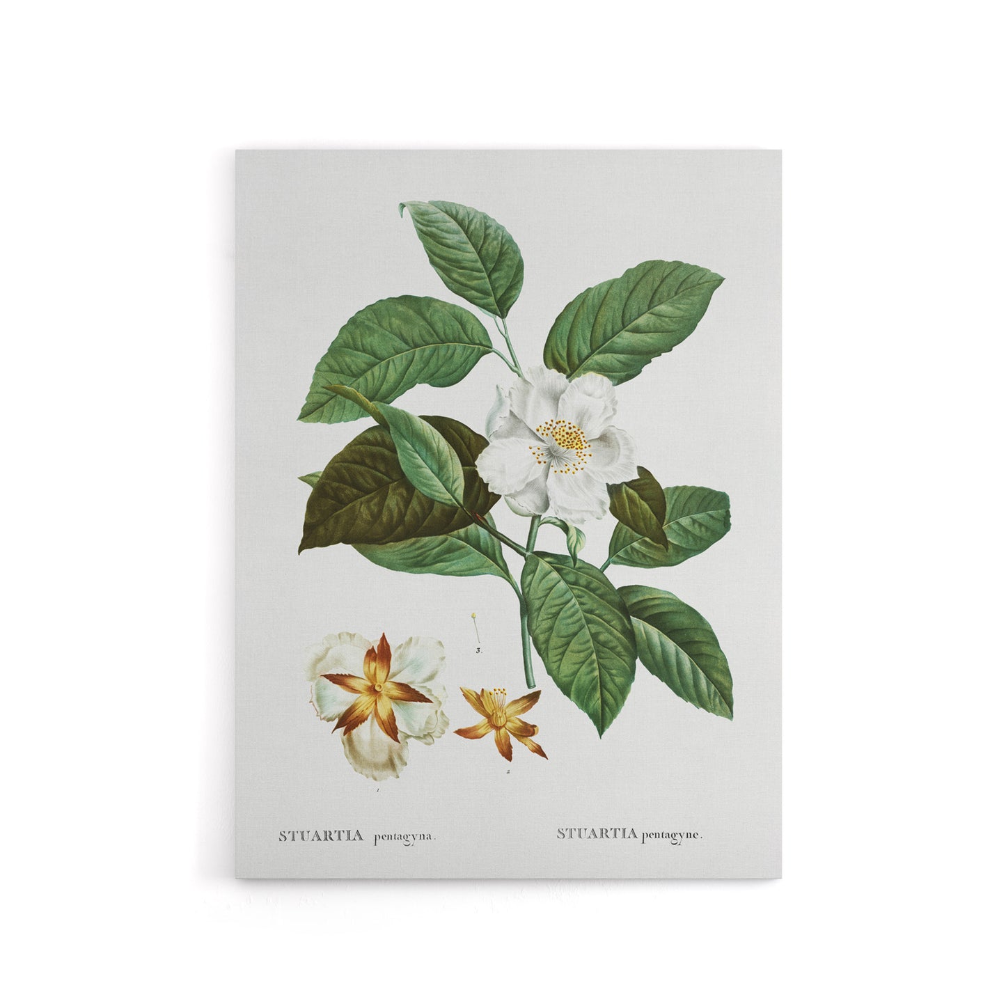 Mountain Camellia Flower Redoute Vintage Canvas Wall Art