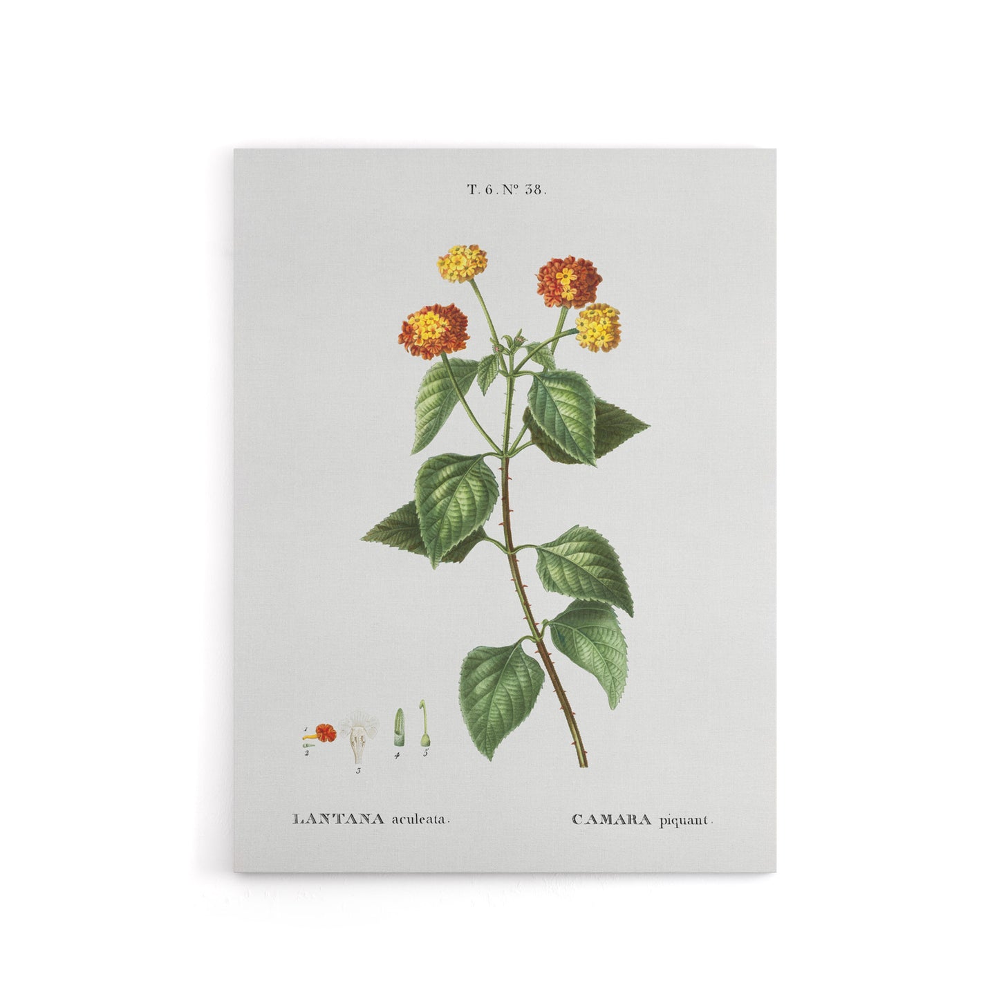 Lantana Plant Botanical Redoute Vintage Canvas Wall Art