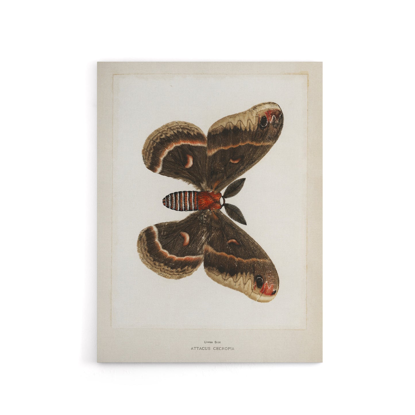 Cecropia Moth Vintage Illustration Denton Canvas Wall Art Print