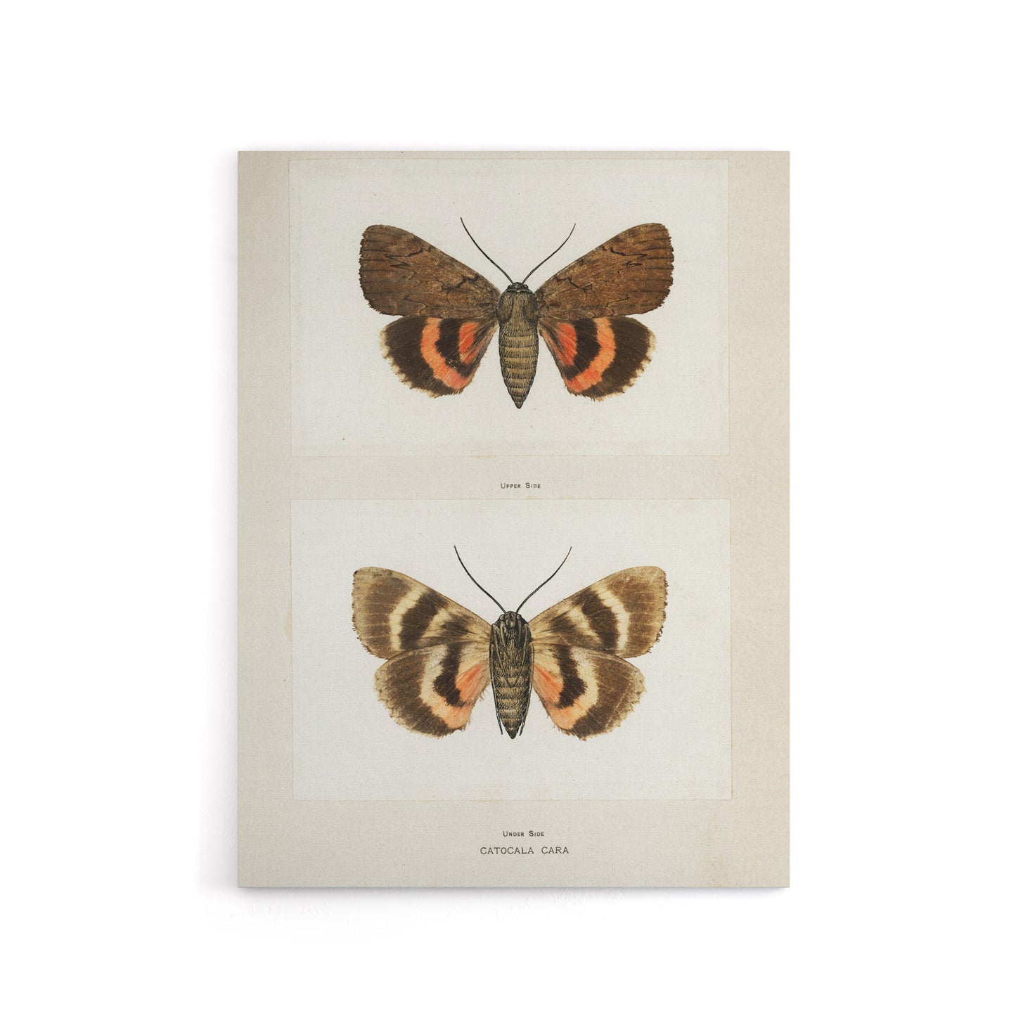 Darling Underwing Moth Illustration Denton Canvas Wall Art Print