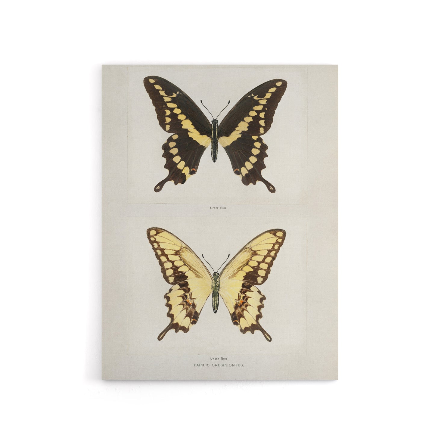 Giant Swallowtail Butterfly Sherman Denton Canvas Wall Art Print