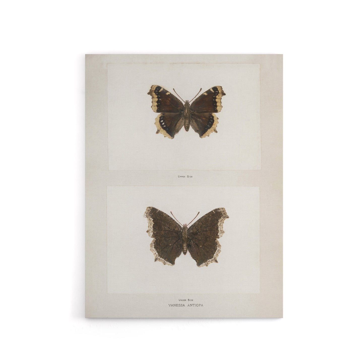 Mourning Cloak Butterfly Sherman Denton Canvas Wall Art Print