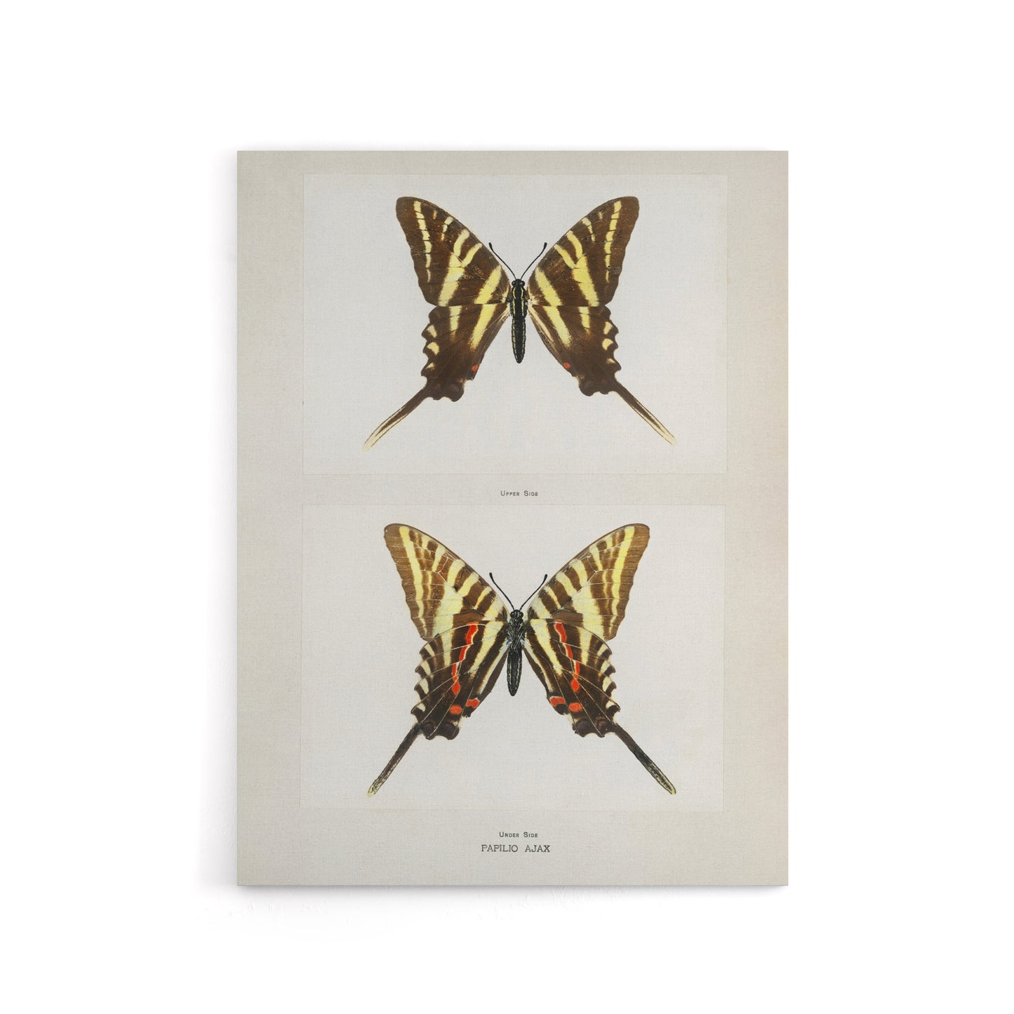 Papilio Ajax Butterfly Vintage Artwork Denton Canvas Wall Art Print