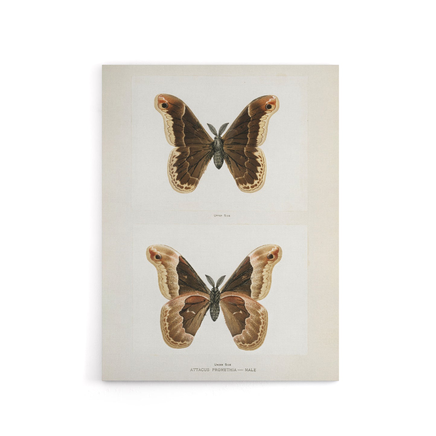 Promethea Silkmoth Male Sherman Denton Canvas Wall Art Print