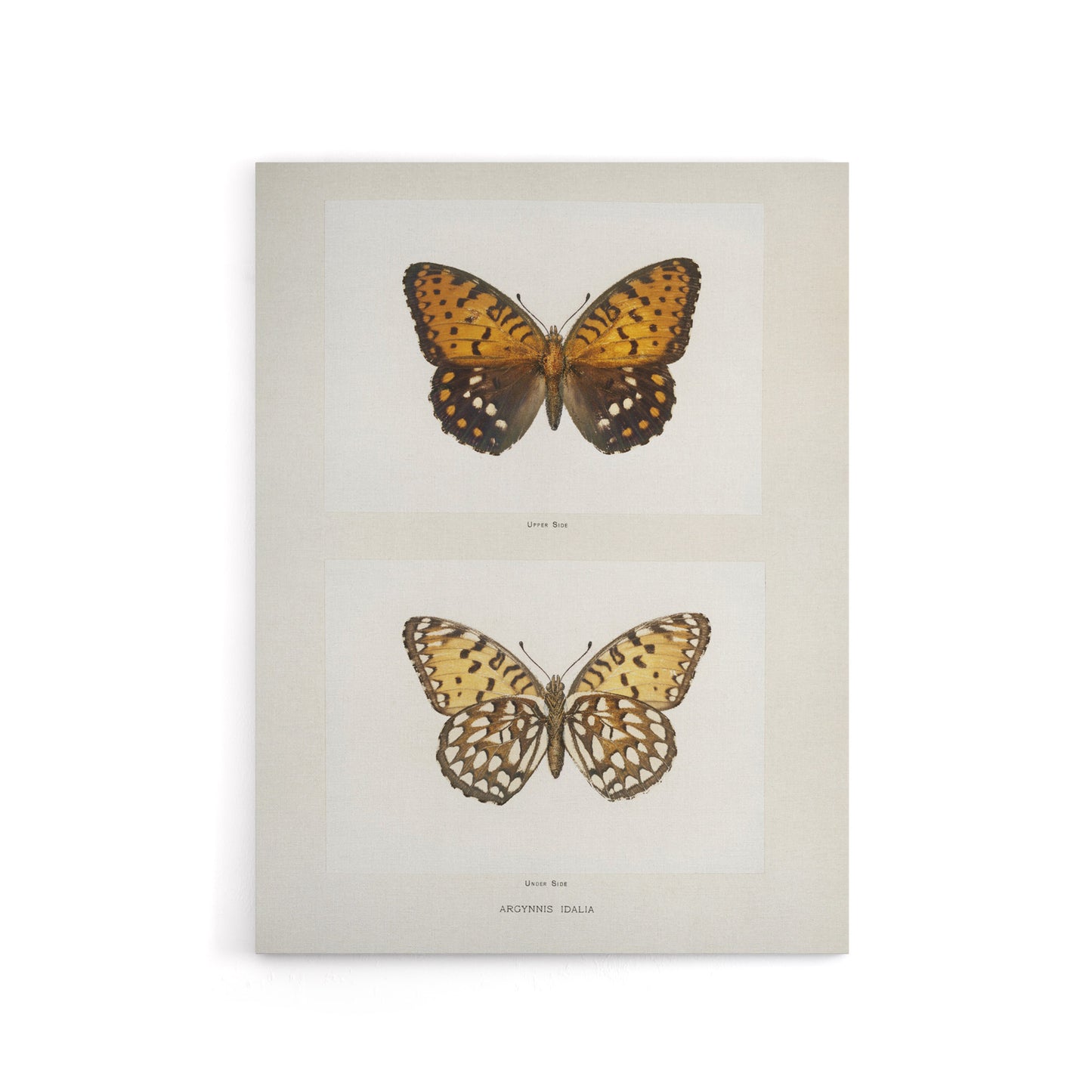 Regal Fritillary Butterfly Sherman Denton Canvas Wall Art Print