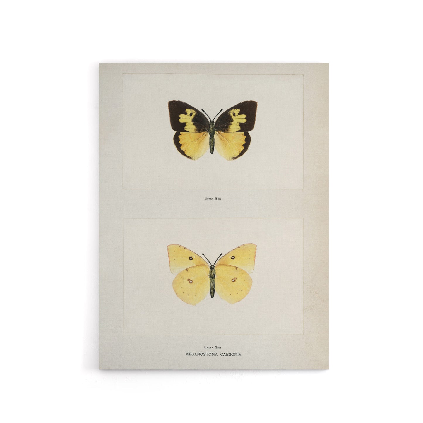 Southern Dogface Butterfly Sherman Denton Canvas Wall Art Print