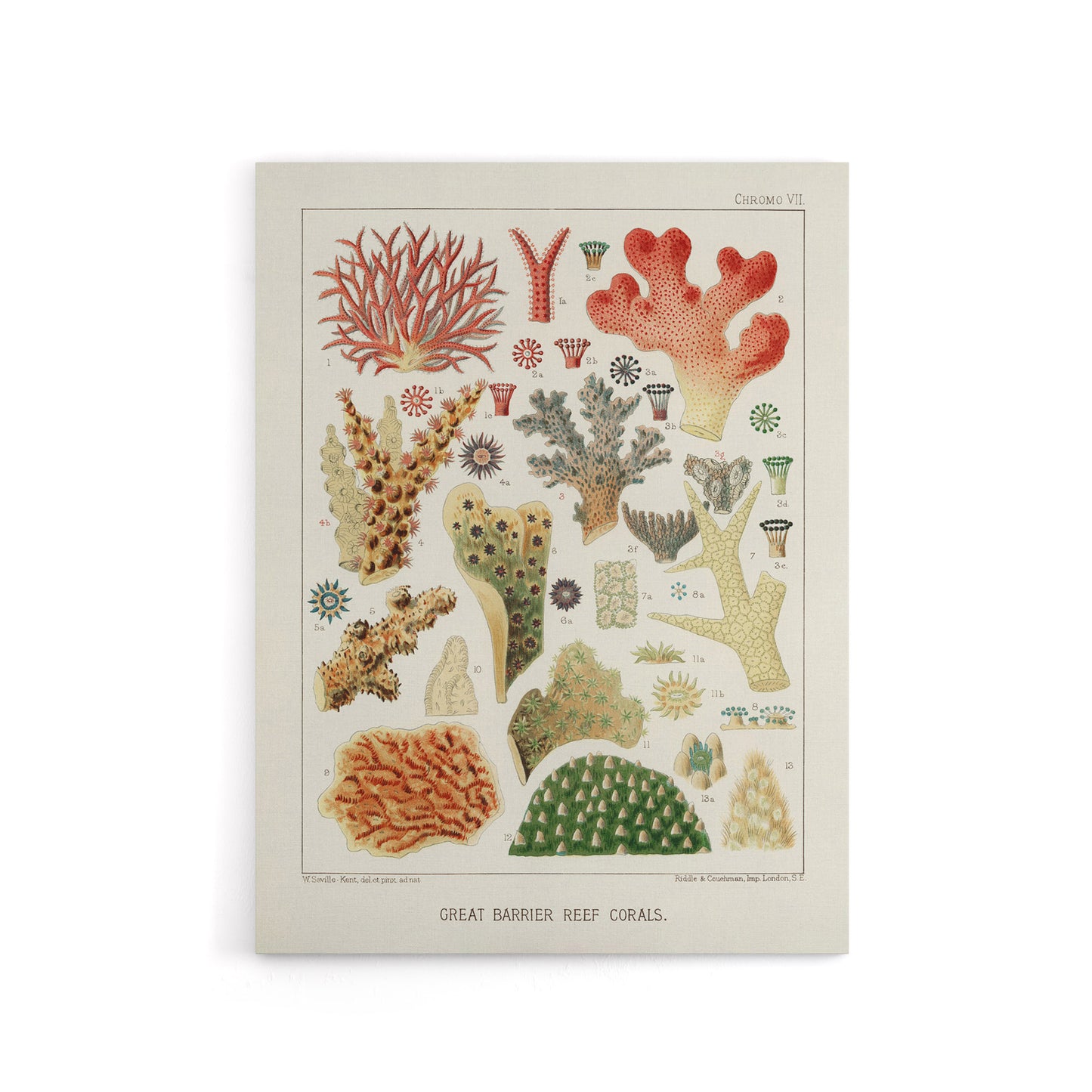 Great Barrier Reef of Australia Corals Kent Canvas Wall Art Print