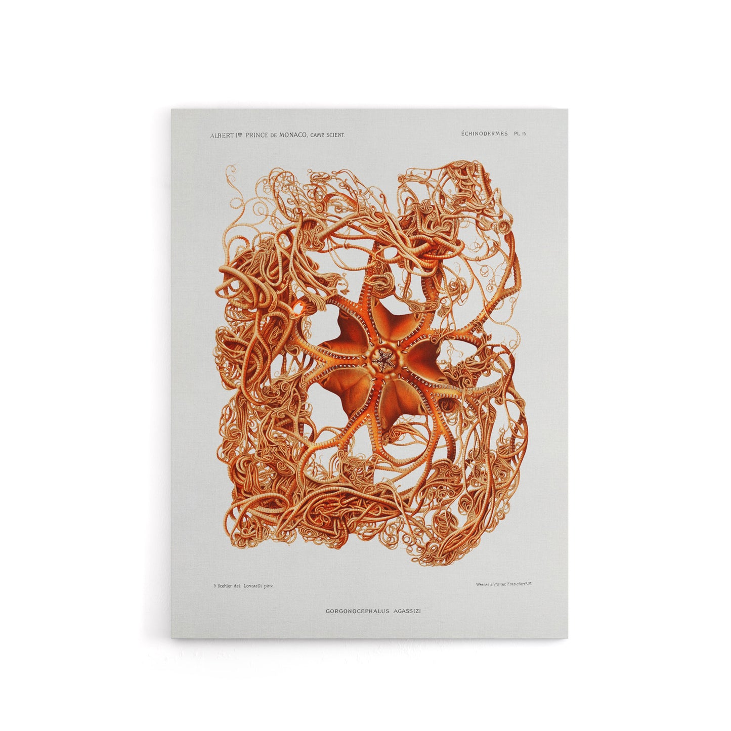 Deep Sea Basket Star Illustration Albert I Canvas Wall Art Print
