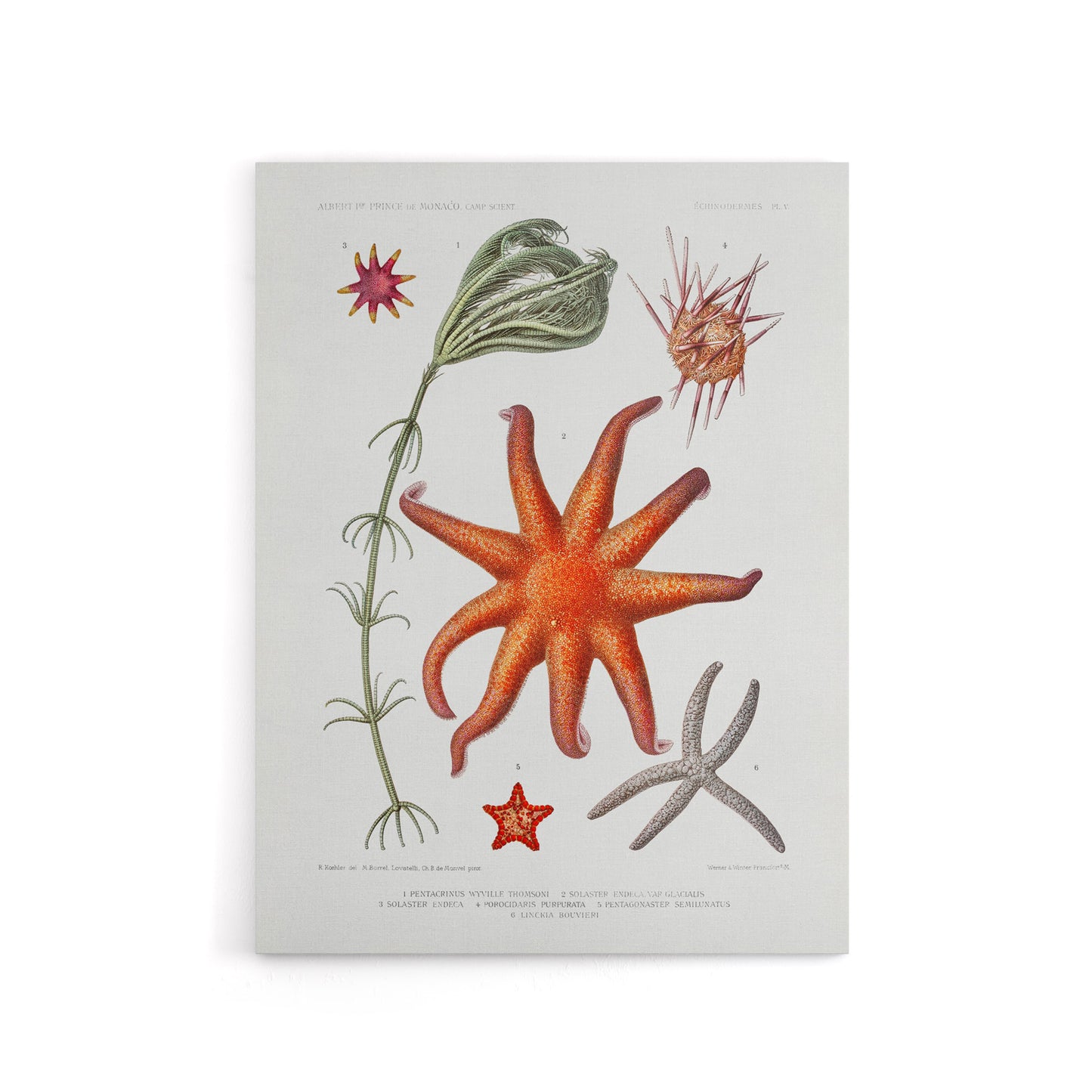 Deep Sea Starfish Marine Life Albert I Canvas Wall Art Print