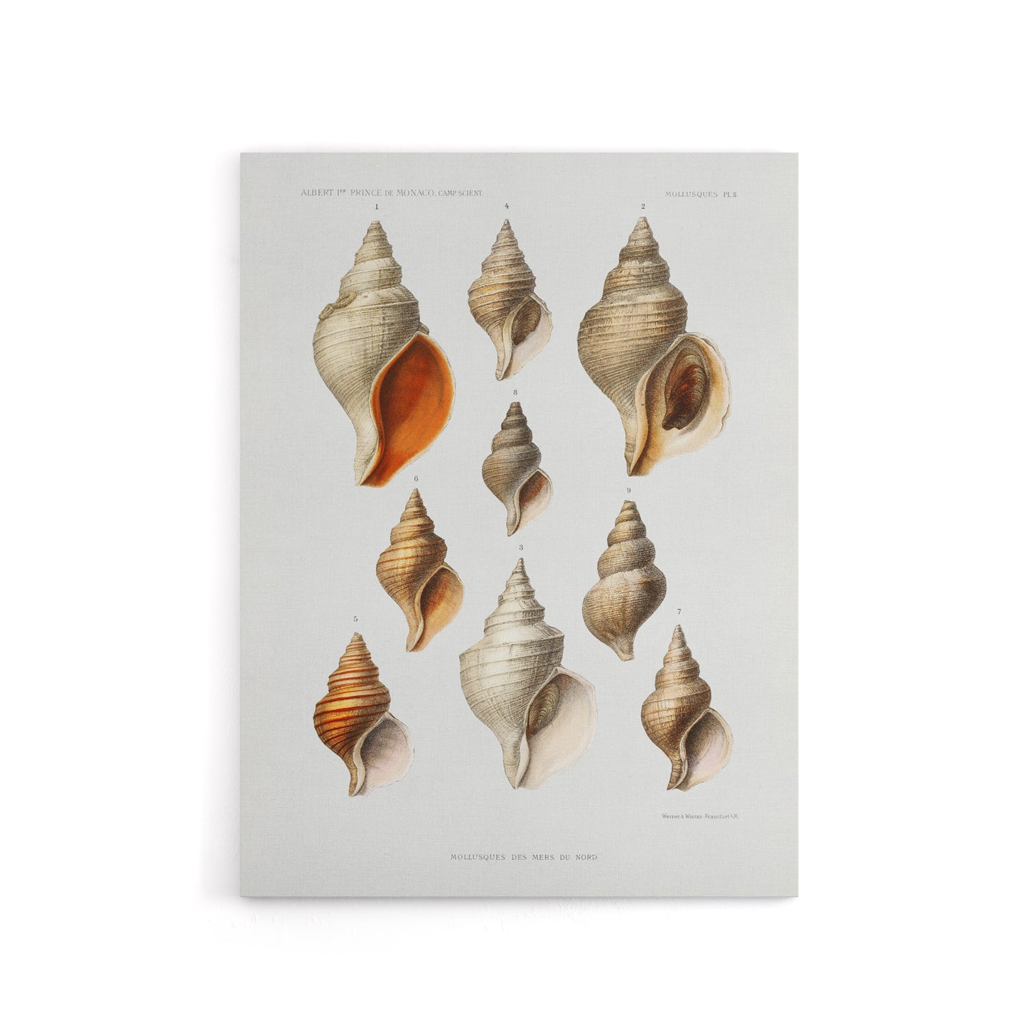 Northern Sea Molluscs Species Albert I Canvas Wall Art Print