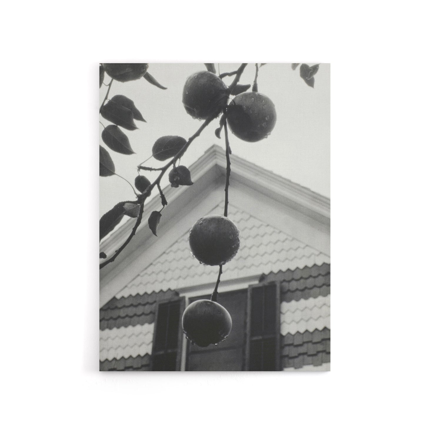 Gable and Apples Photograph Alfred Stieglitz Canvas Wall Art Print