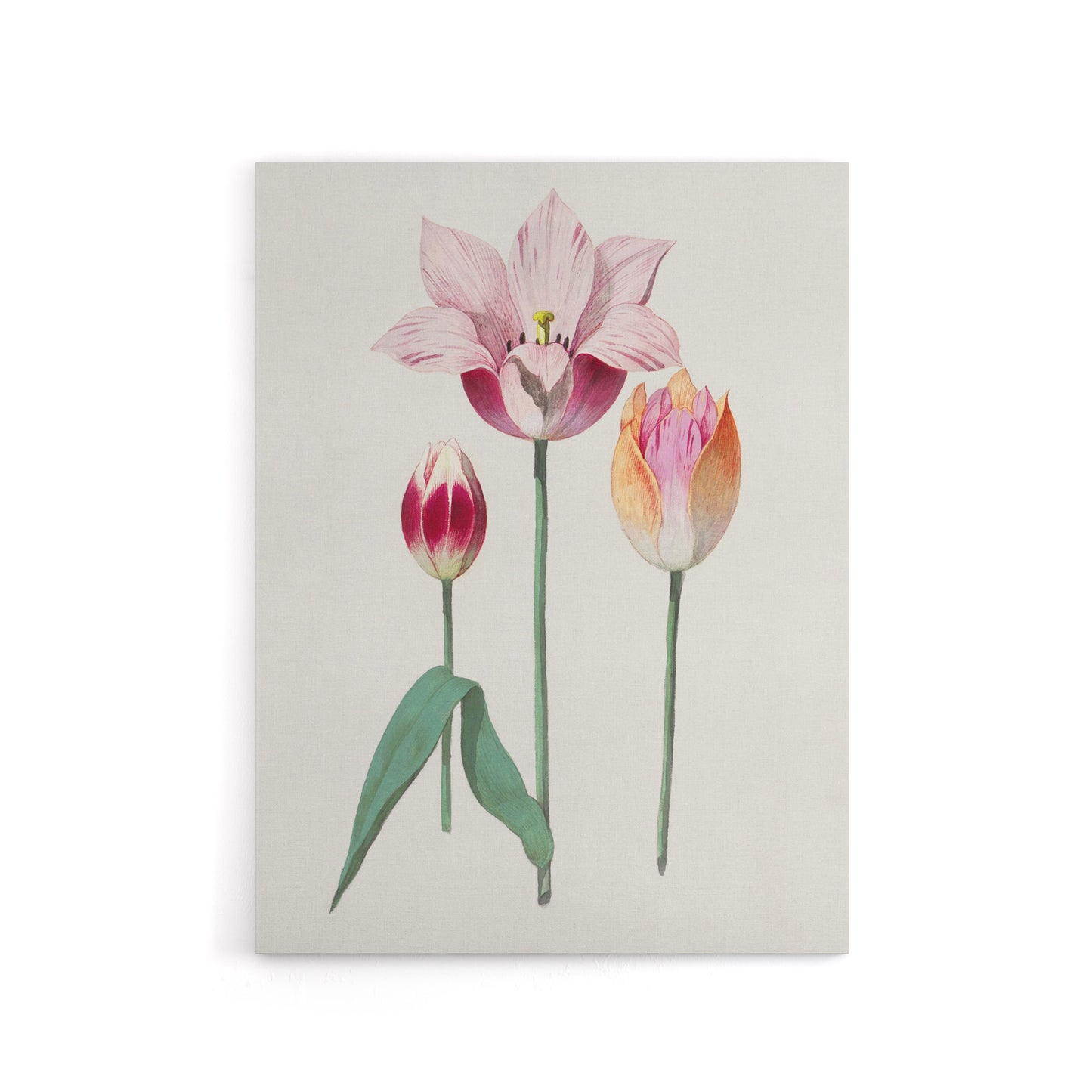 Blooming Tulip Flower Anselmus de Boodt Canvas Wall Art Print