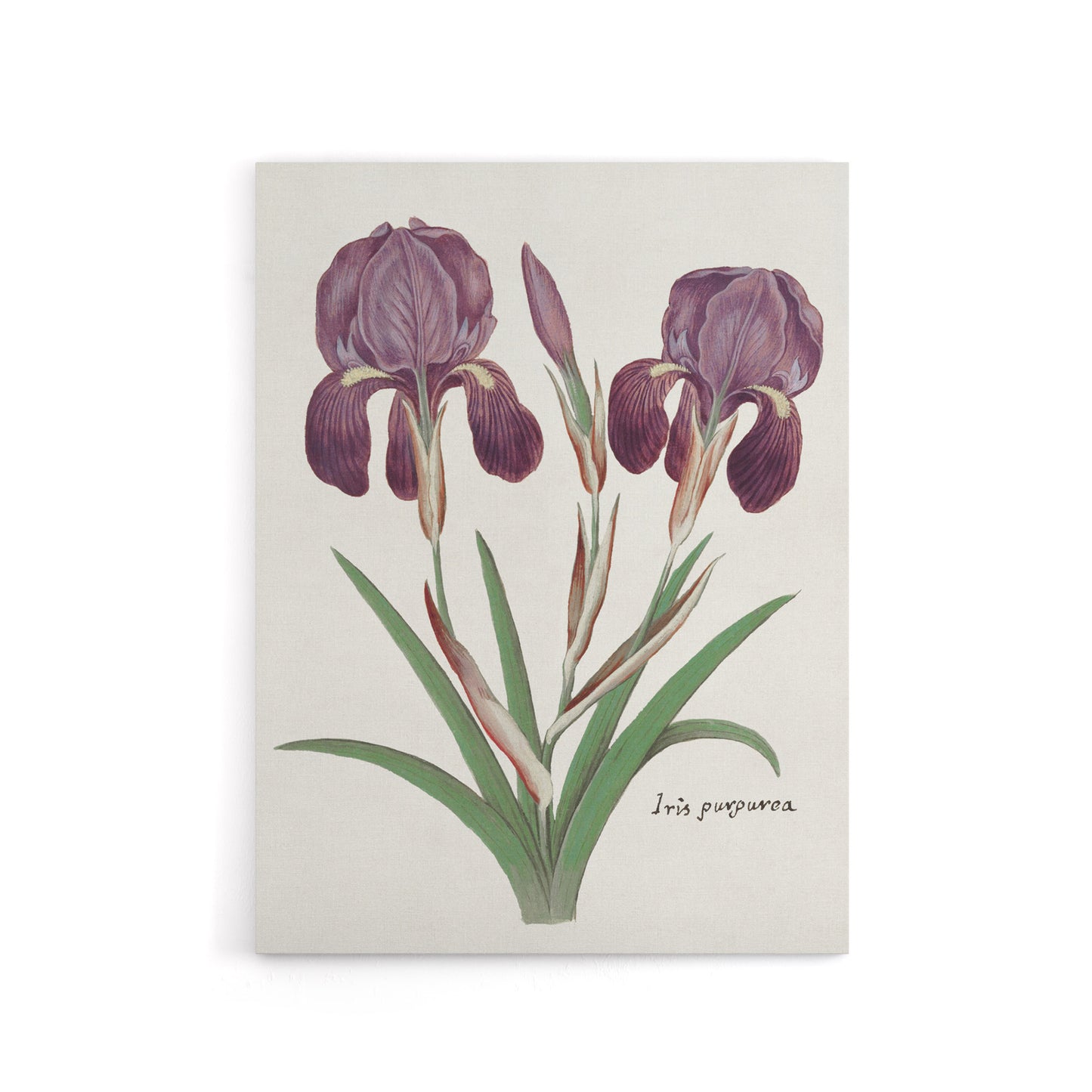 Purple iris germanica Anselmus de Boodt Canvas Wall Art Print
