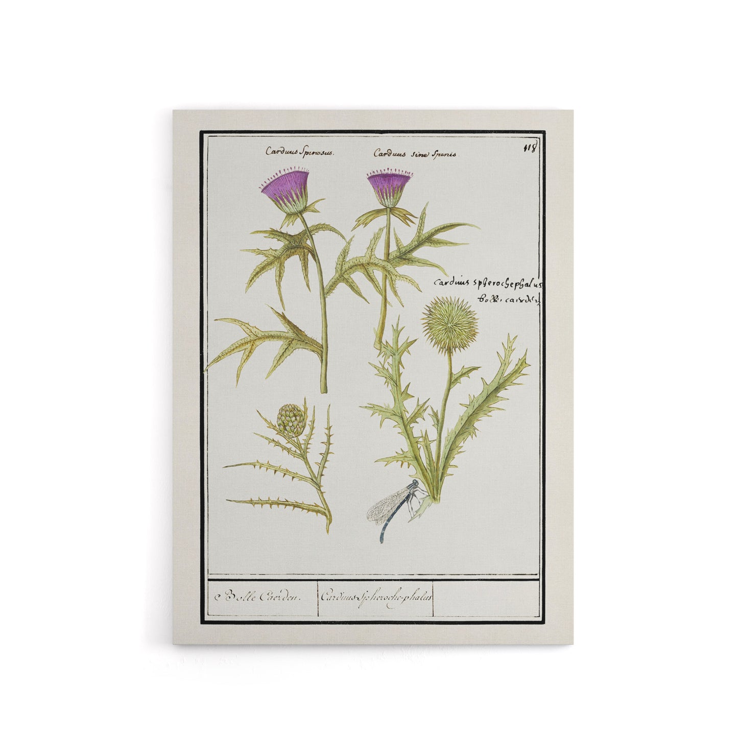 Thistle and Artichoke Flowers de Boodt Canvas Wall Art Print
