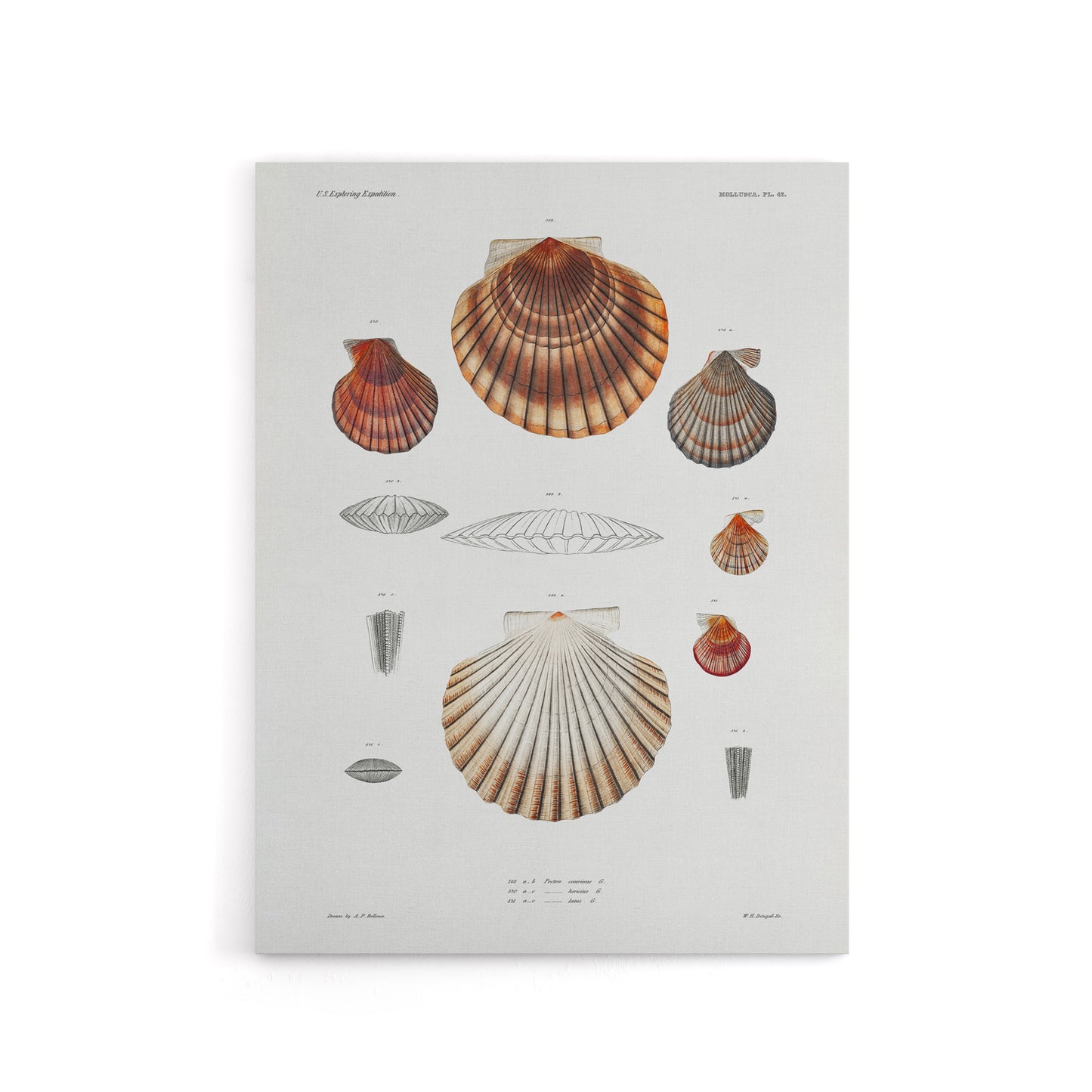 Clam shell varieties Augustus Gould Canvas Wall Art Print