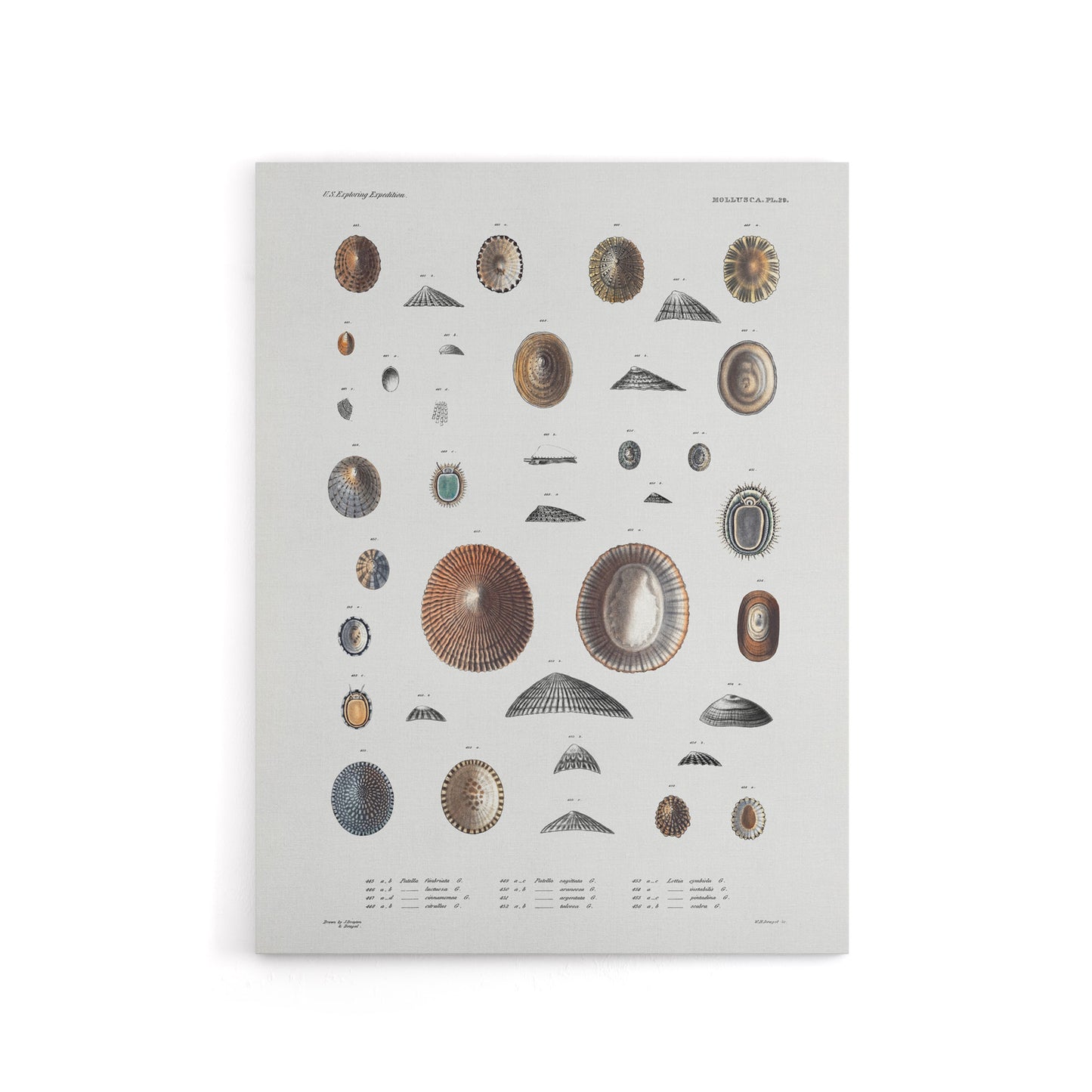 Mollusca Shells Marine Life Augustus Gould Canvas Wall Art Print