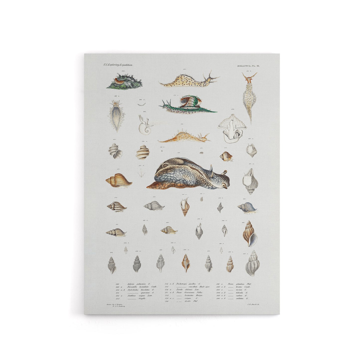 Snail varieties and shells Augustus Gould Canvas Wall Art Print