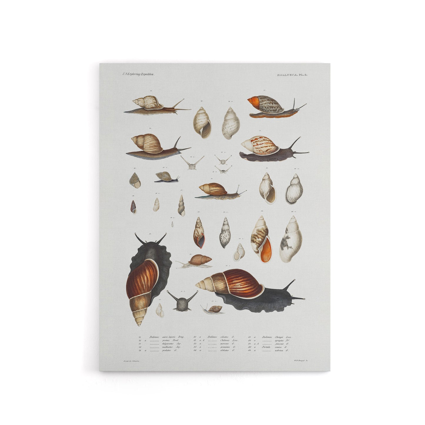 Snail shell Marine Life Ocean Augustus Gould Canvas Wall Art Print