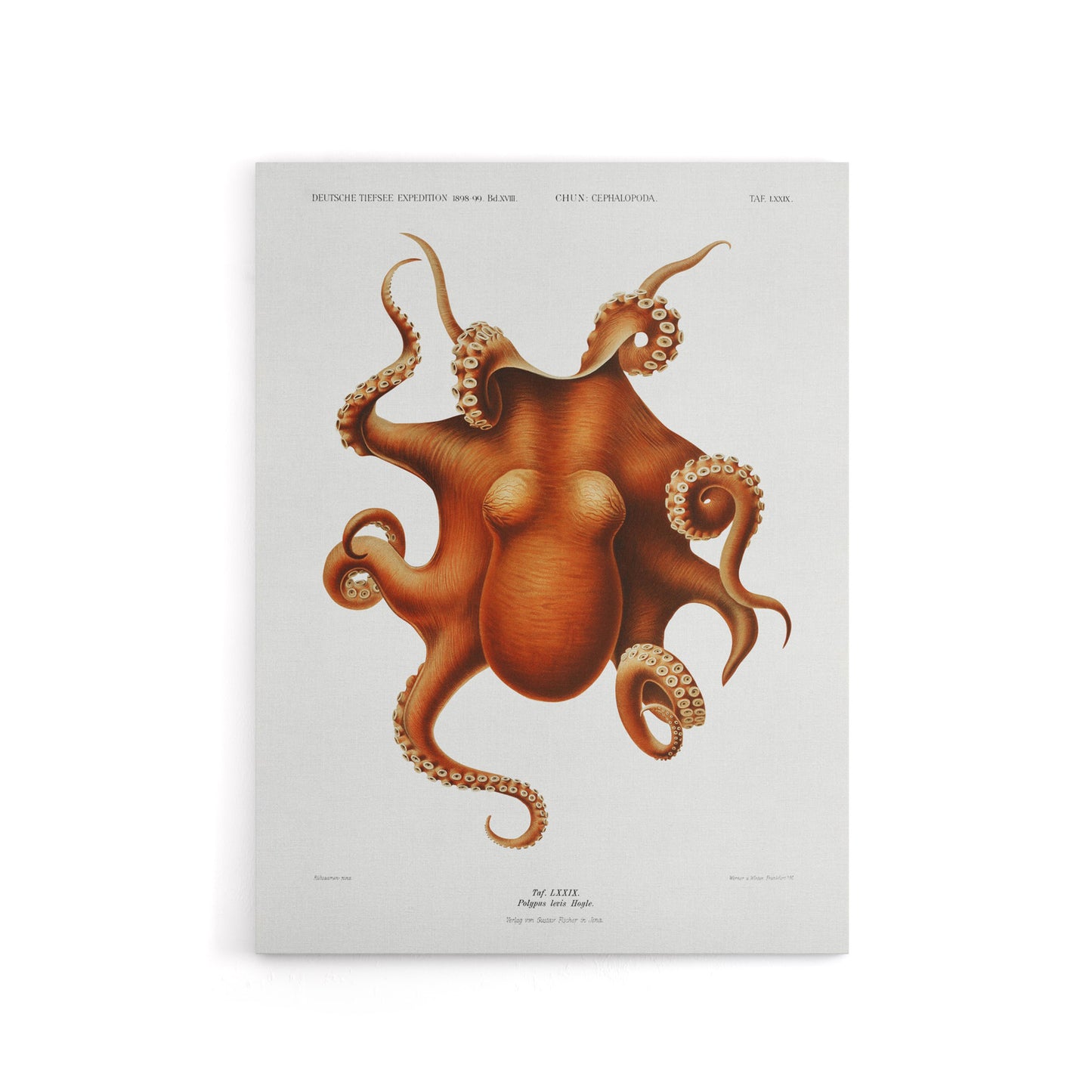 Octopus Vintage Illustration Carl Chun Canvas Wall Art Print
