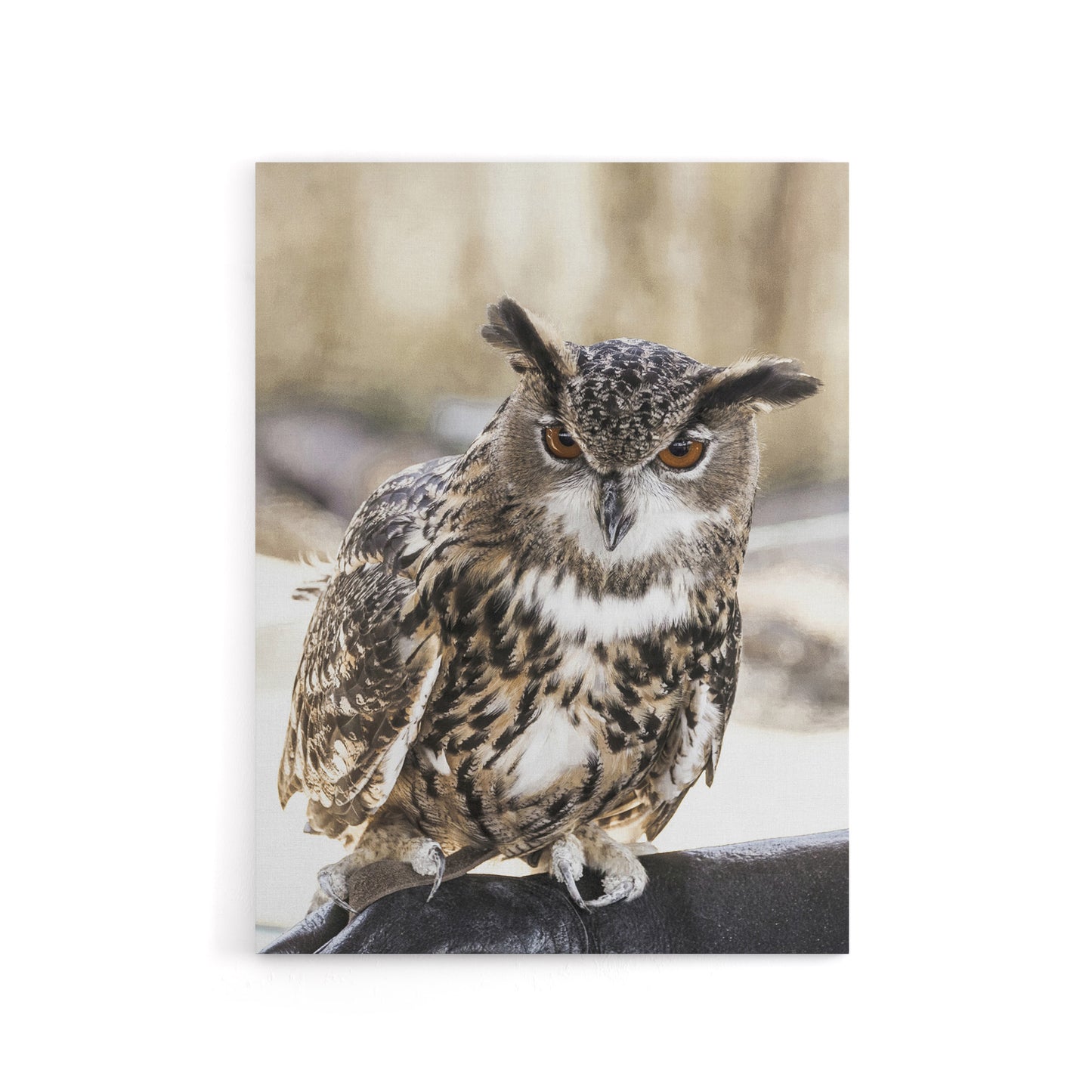 Owl perched on a rock Carol M Highsmith Canvas Wall Art Print