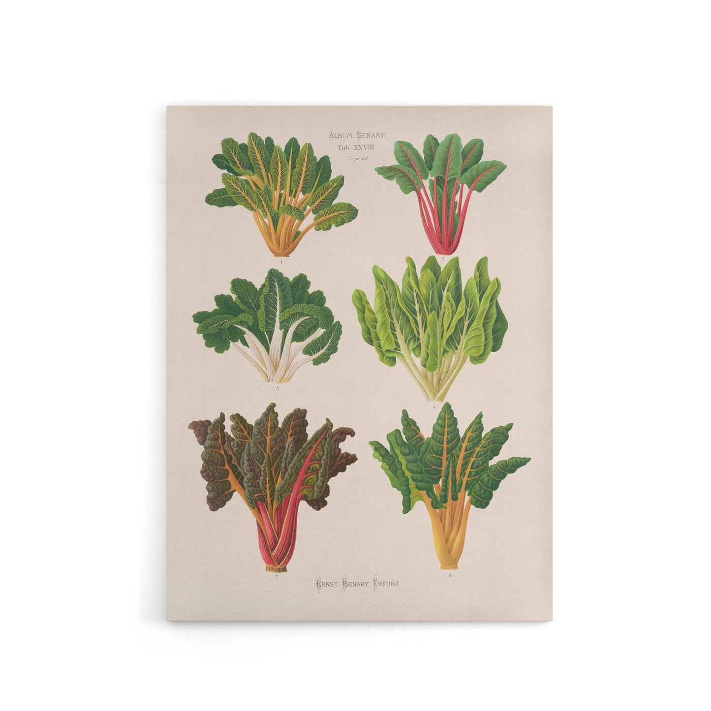 Beet or Swiss Chard Vegetables Ernst Benary Canvas Wall Art Print