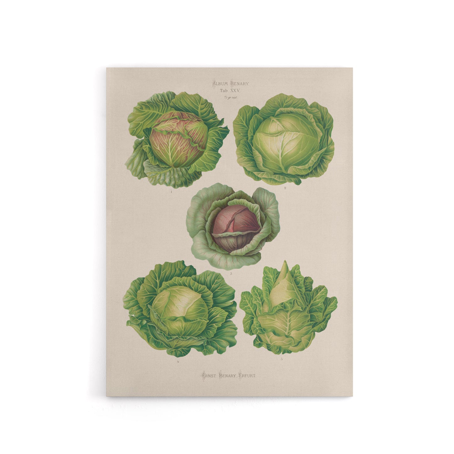 Cabbages Botanical Kitchen Ernst Benary Canvas Wall Art Print