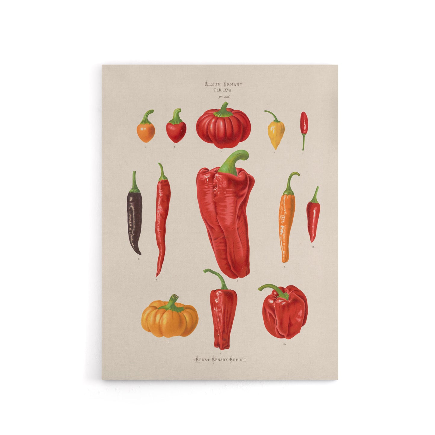 Capsicums and Chili Peppers Ernst Benary Canvas Wall Art Print