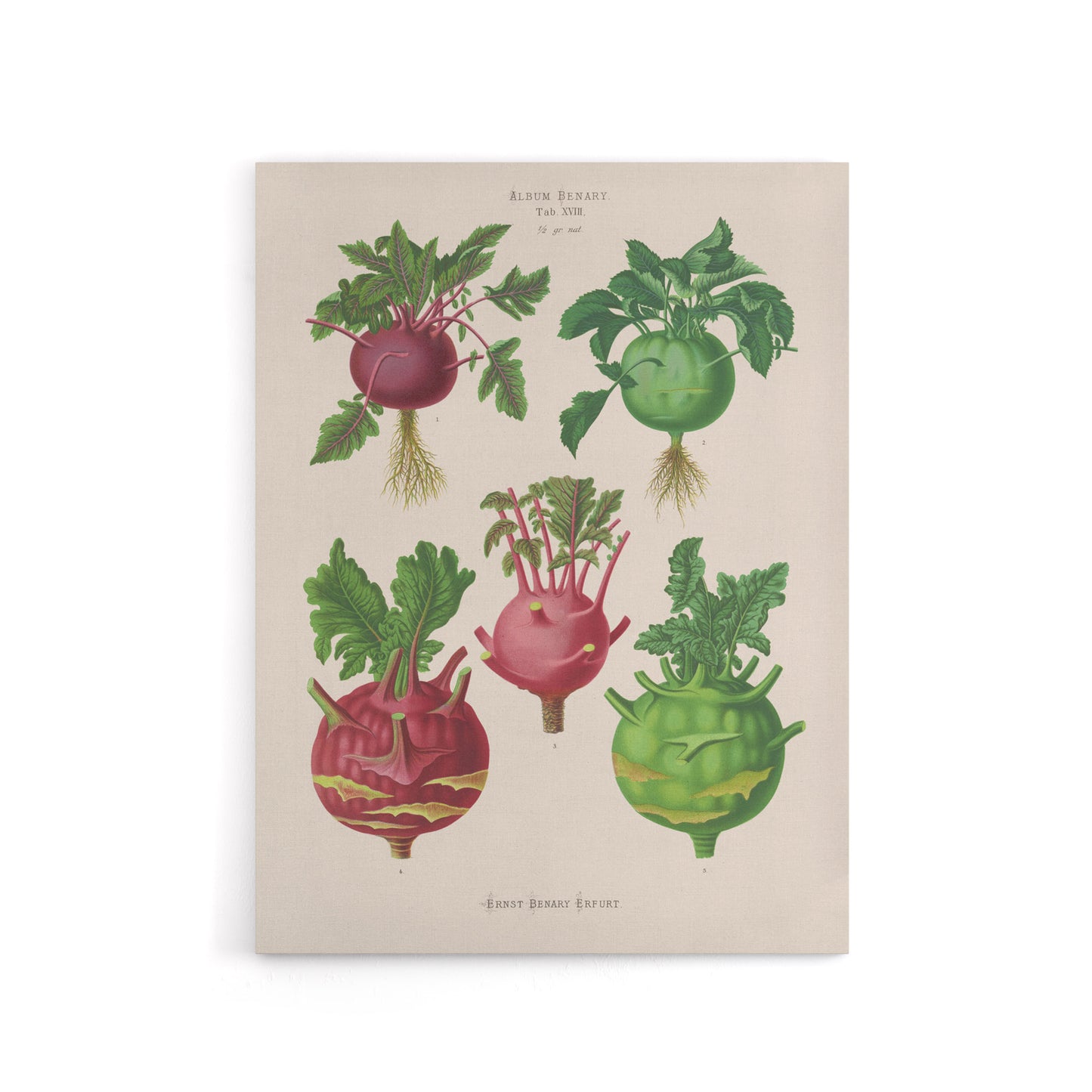 Kohlrabi Turnip Cabbage Ernst Benary Canvas Wall Art Print