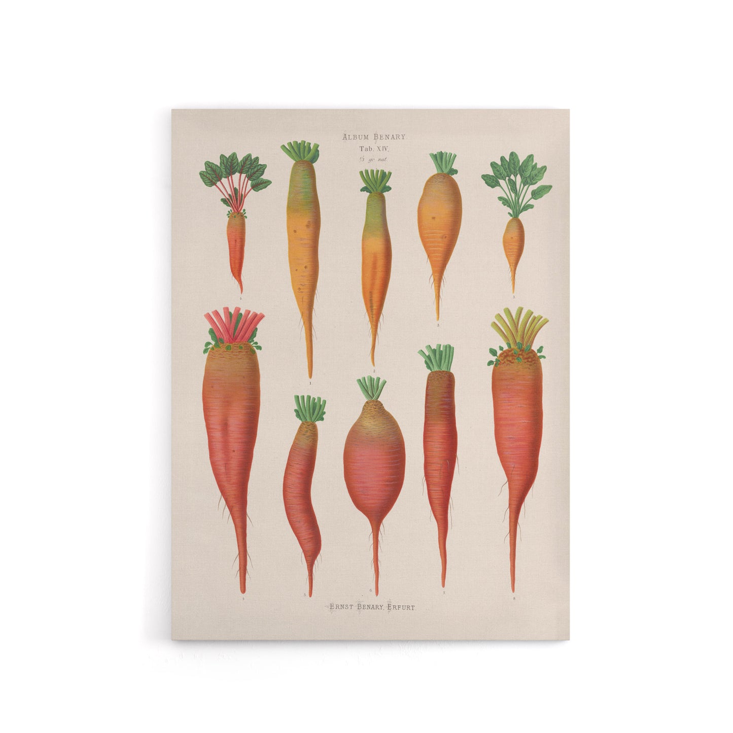 Mangold Wurzels Field Beet Ernst Benary Canvas Wall Art Print