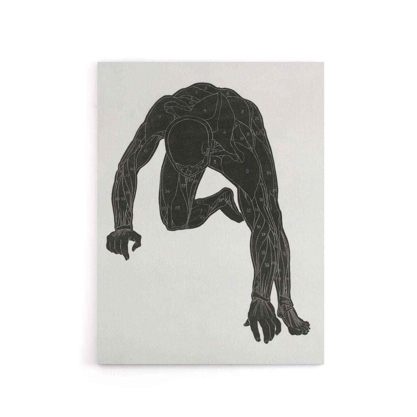 Man muscles Anatomical silhouette study Stolk Canvas Wall Art Print